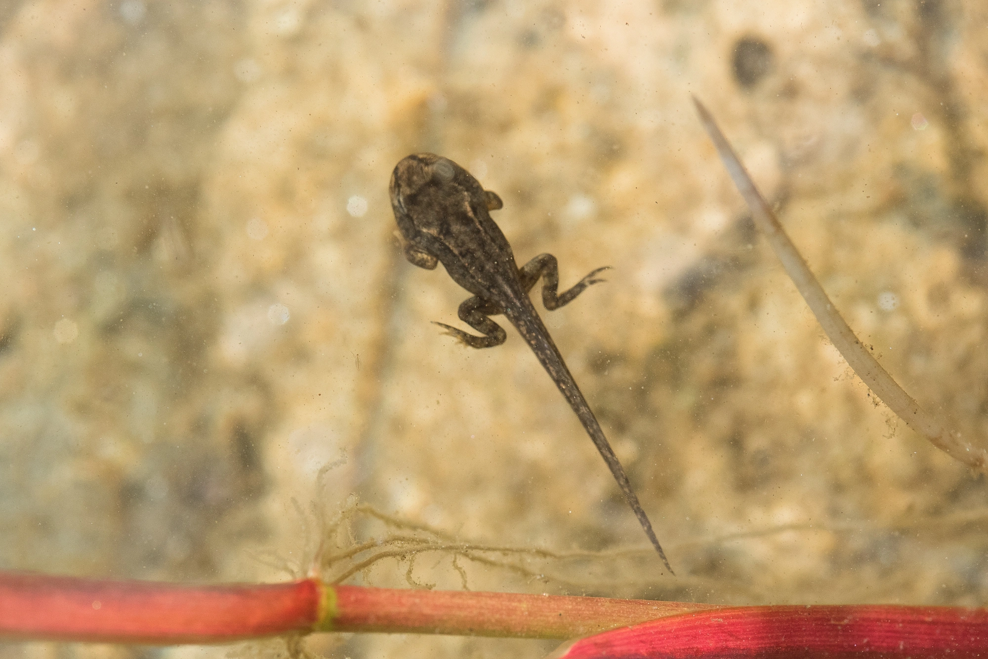 : Rana (Rana) temporaria.