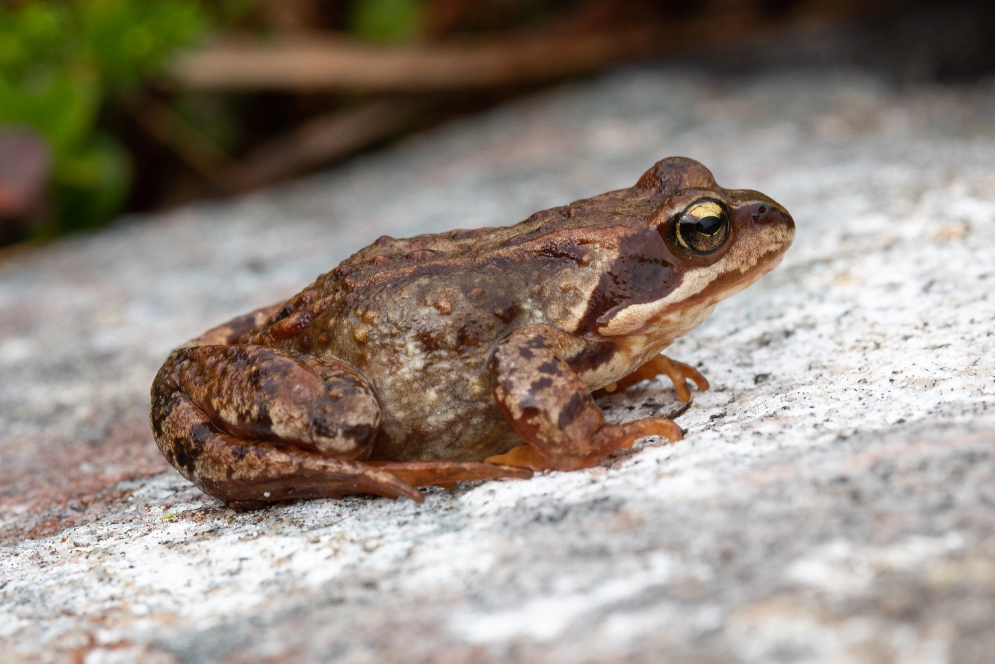 : Rana (Rana) temporaria.