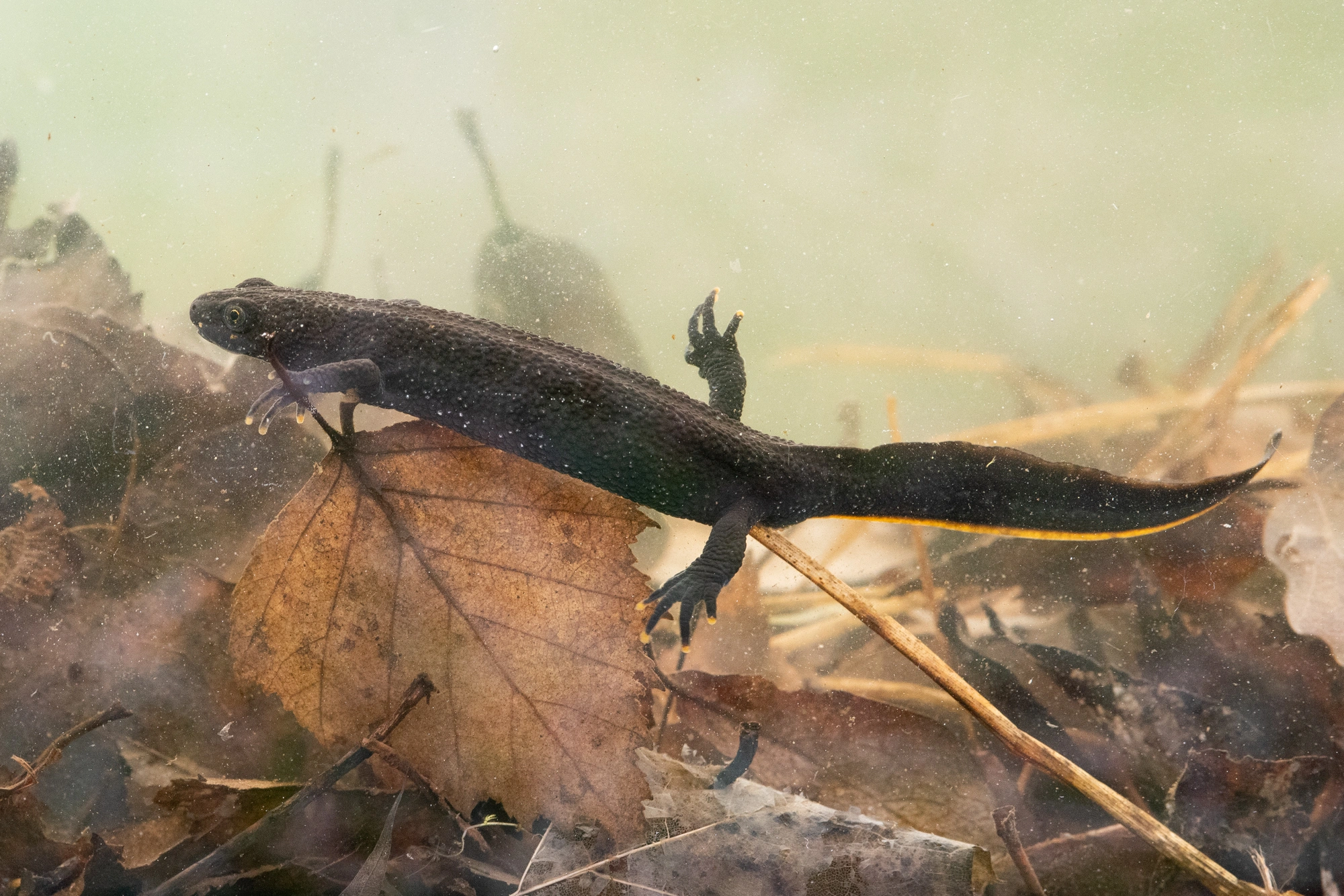 : Triturus (Triturus) cristatus.