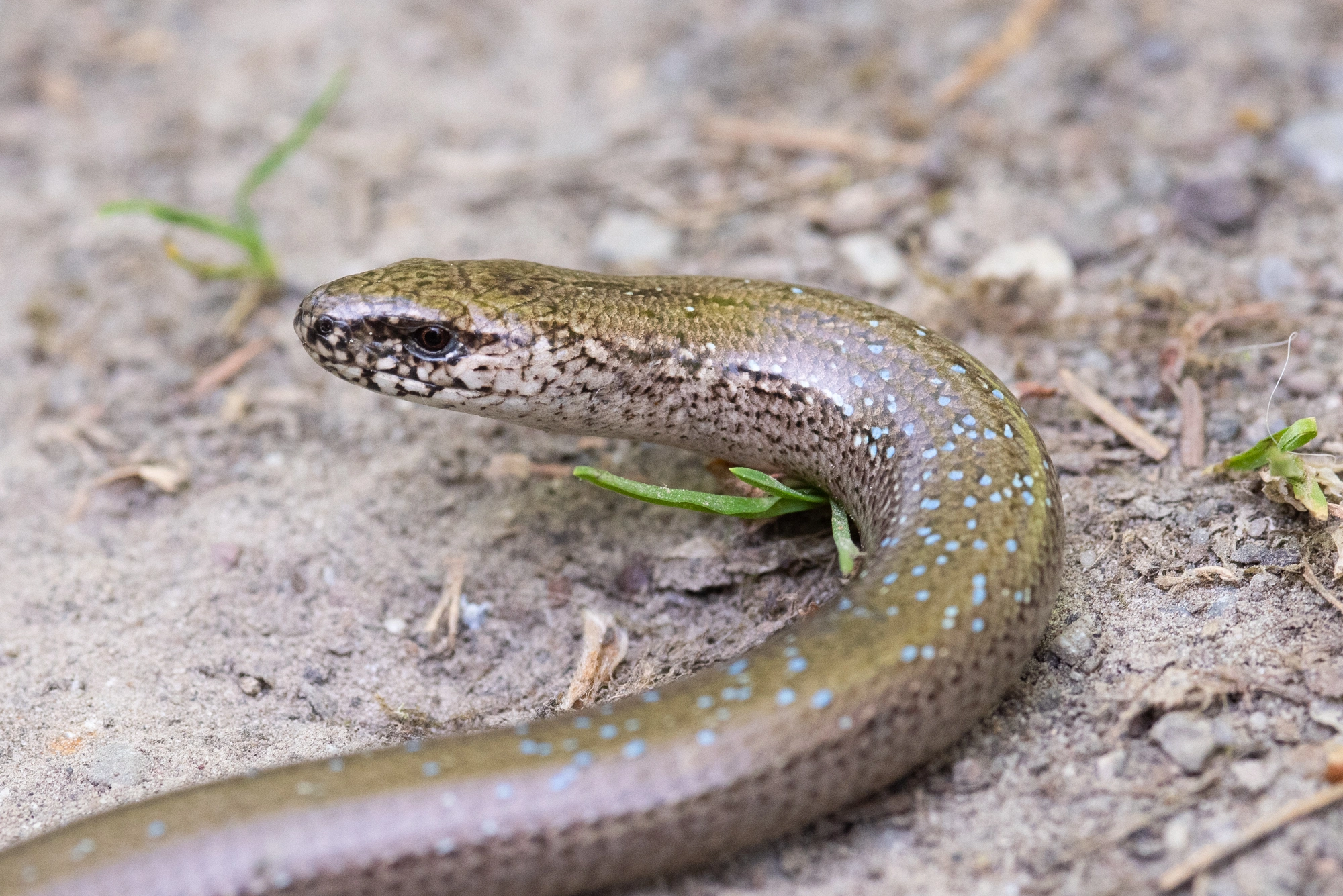 : Anguis fragilis.