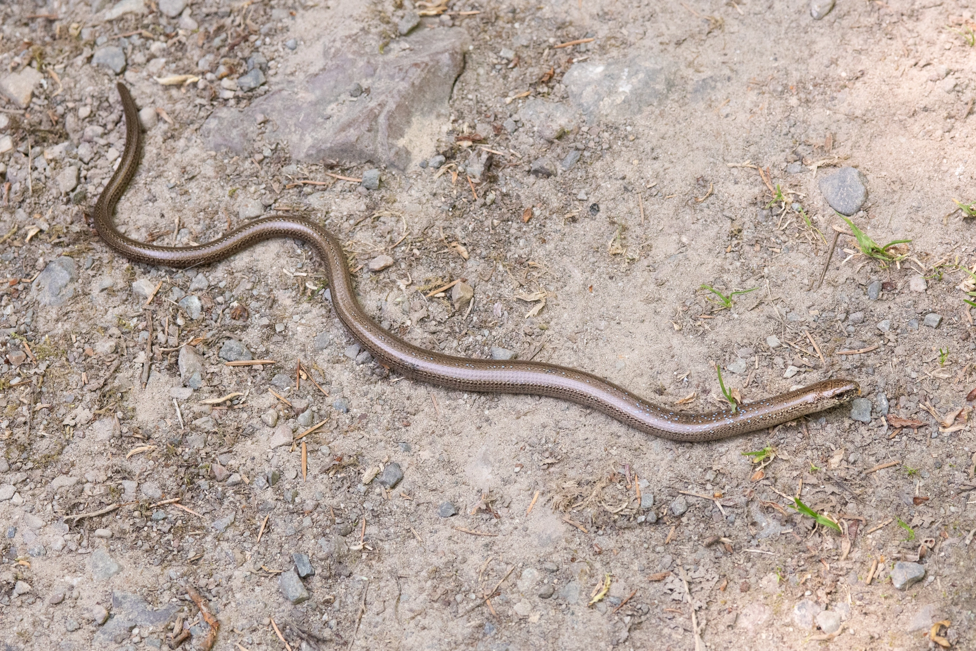 : Anguis fragilis.