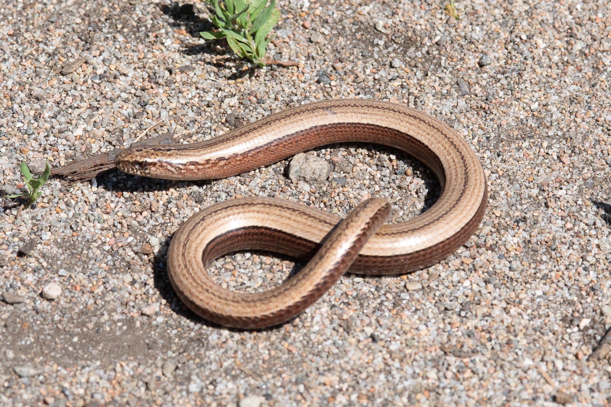 : Anguis fragilis.