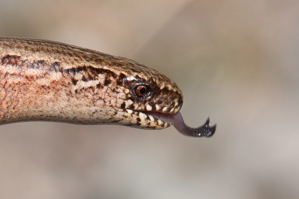 : Anguis fragilis.