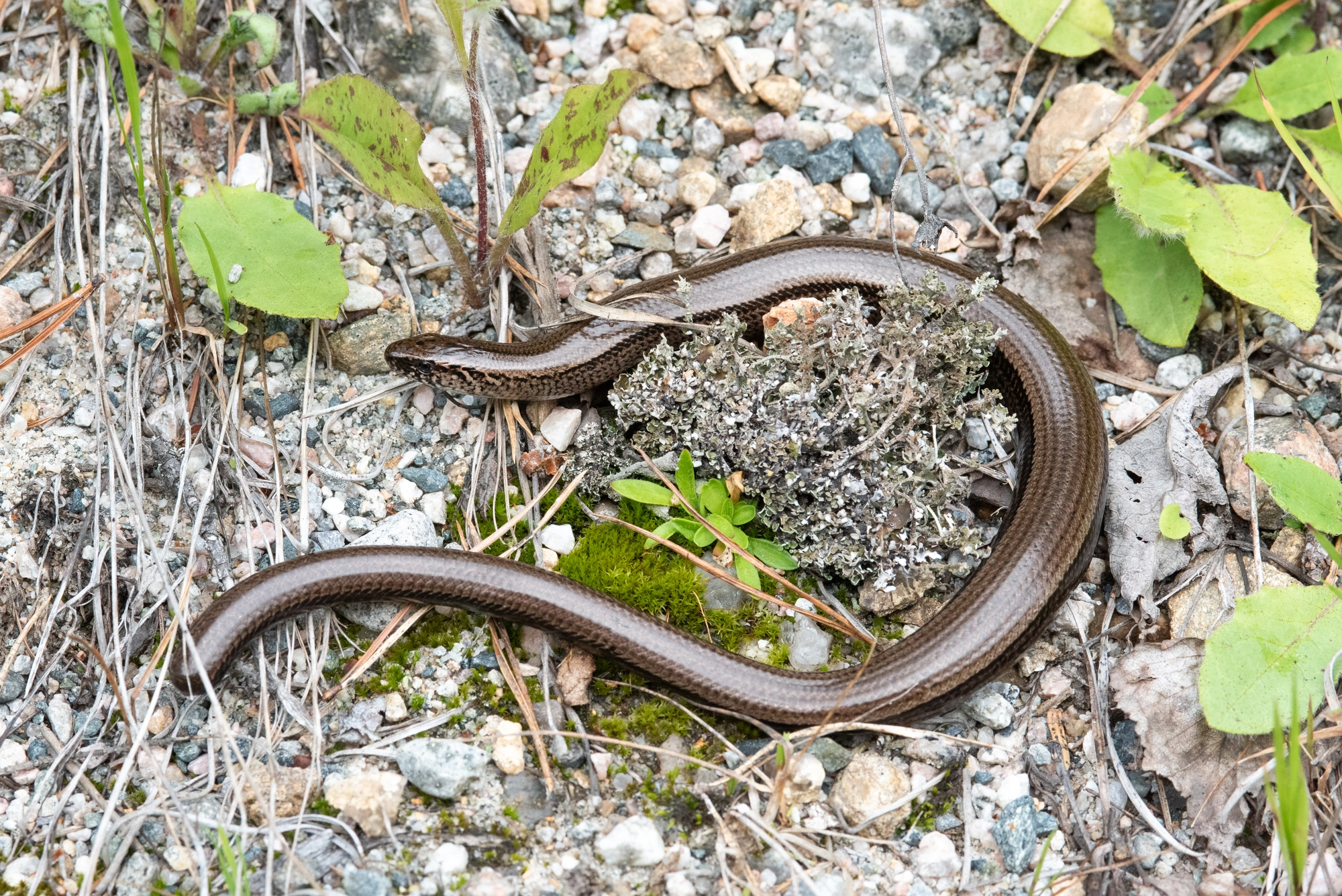 : Anguis fragilis.