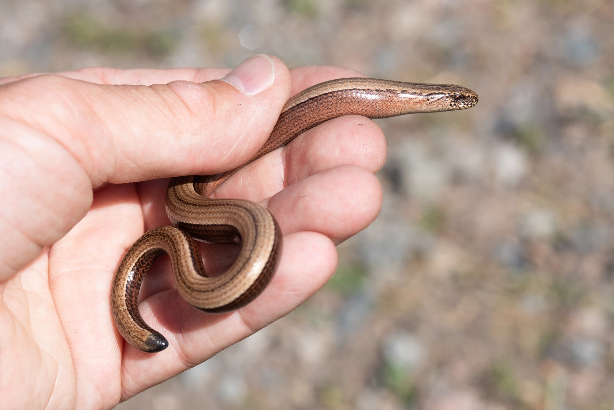 : Anguis fragilis.