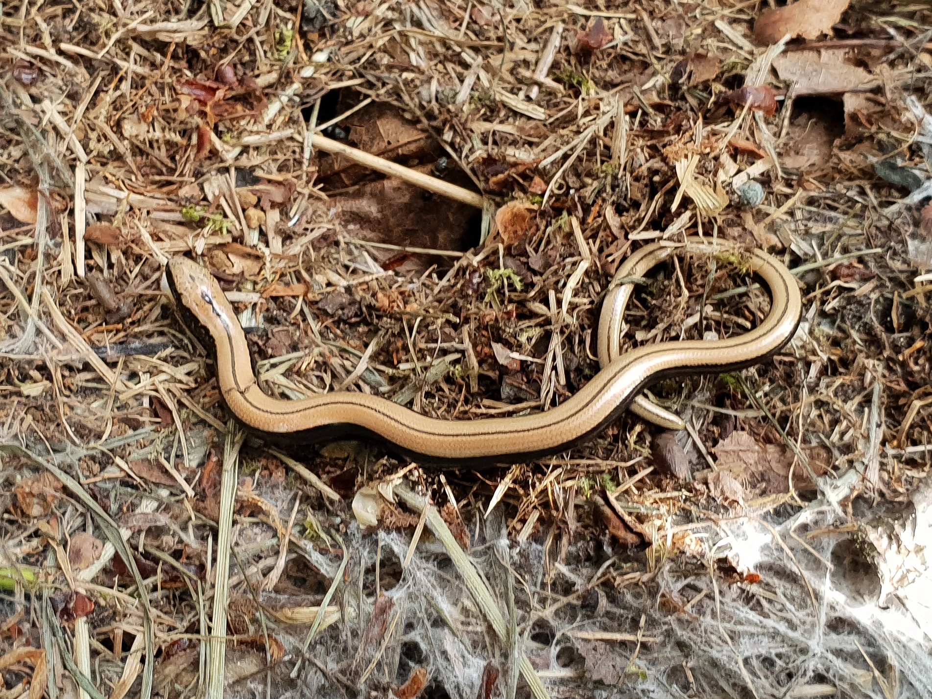 : Anguis fragilis.