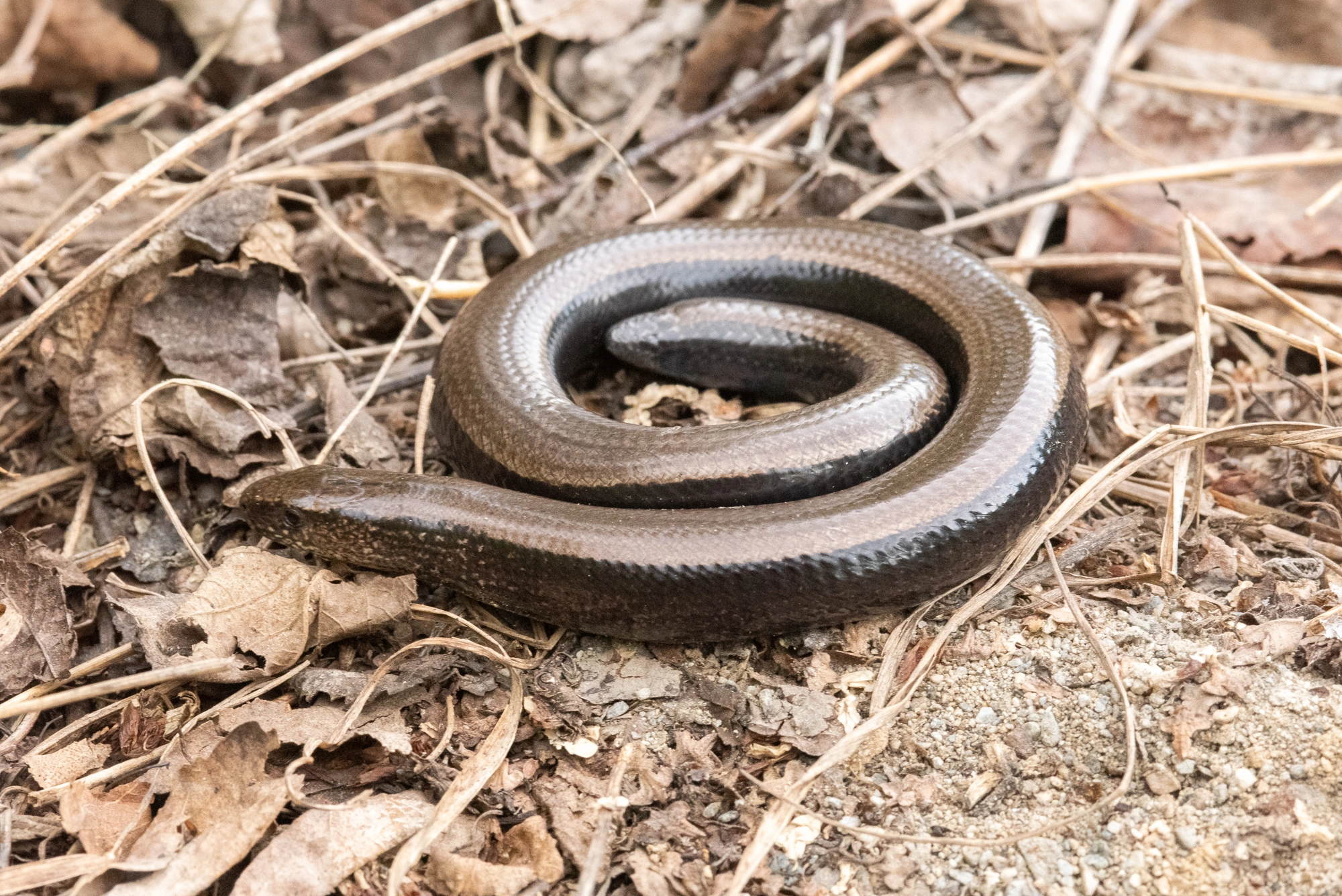 : Anguis fragilis.