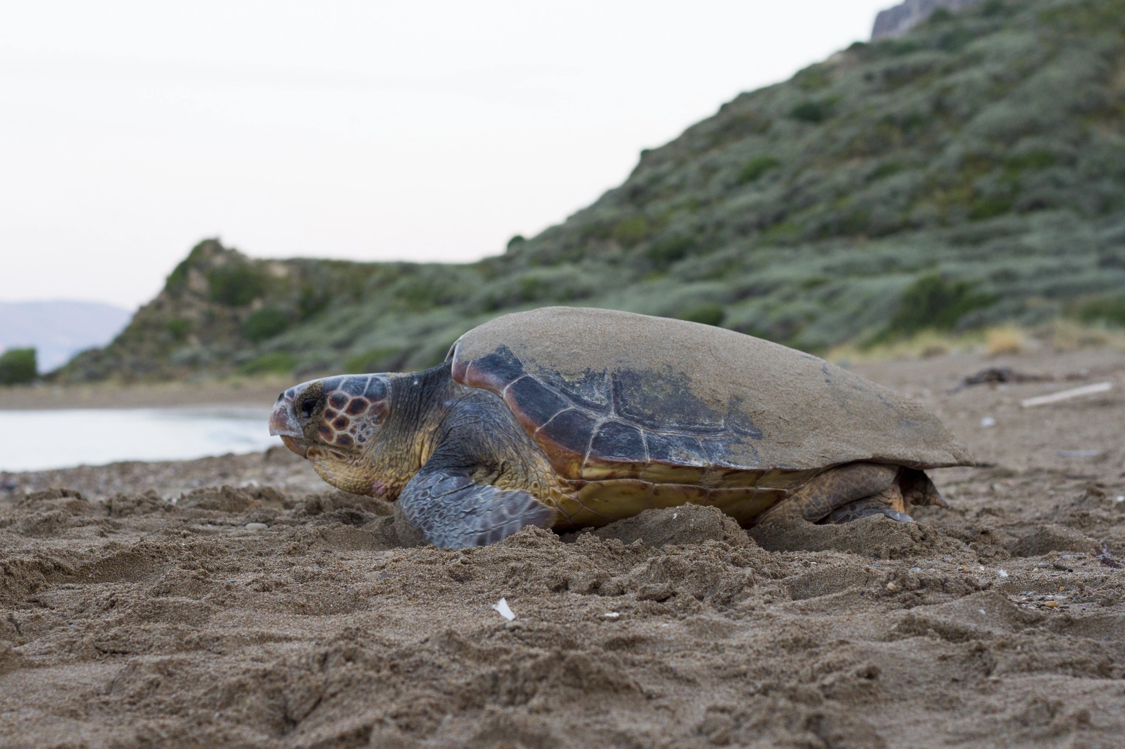 : Caretta caretta.