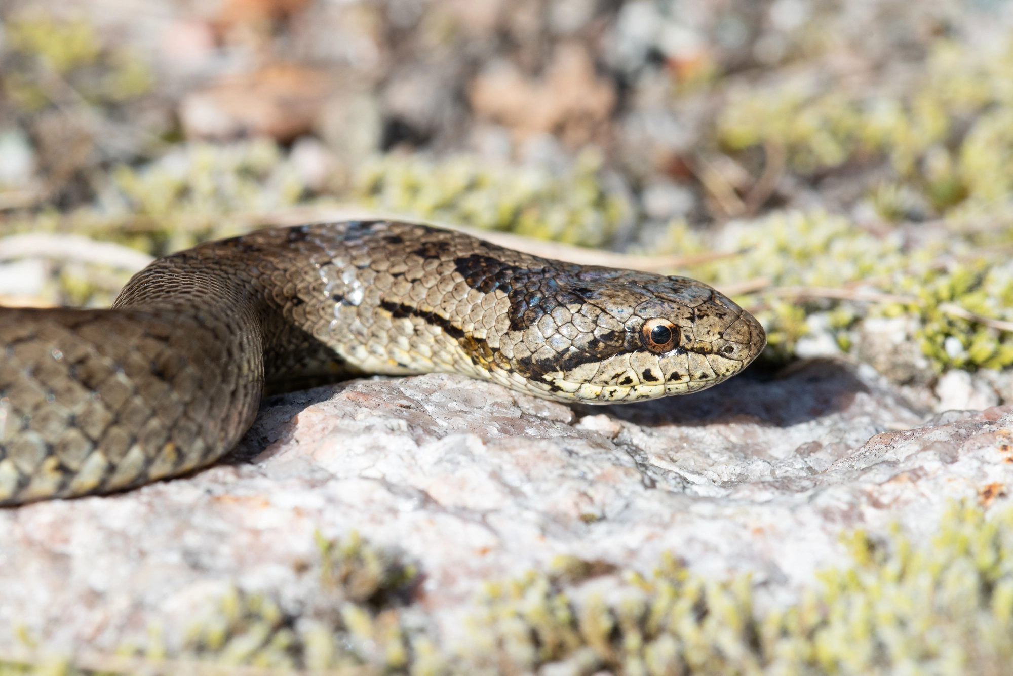 : Coronella austriaca.