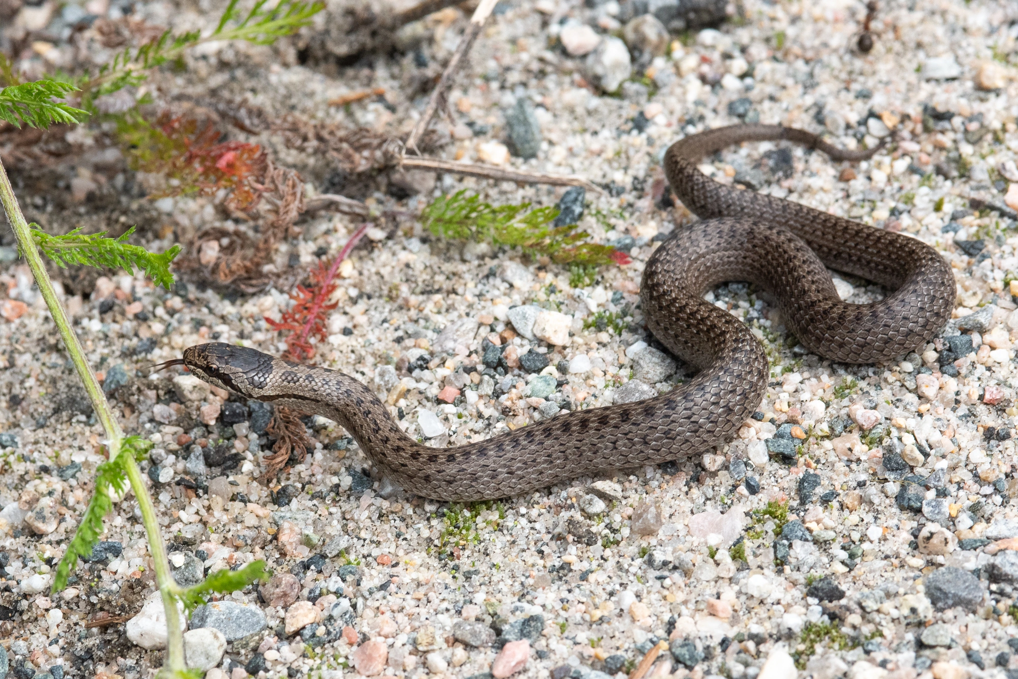 : Coronella austriaca.