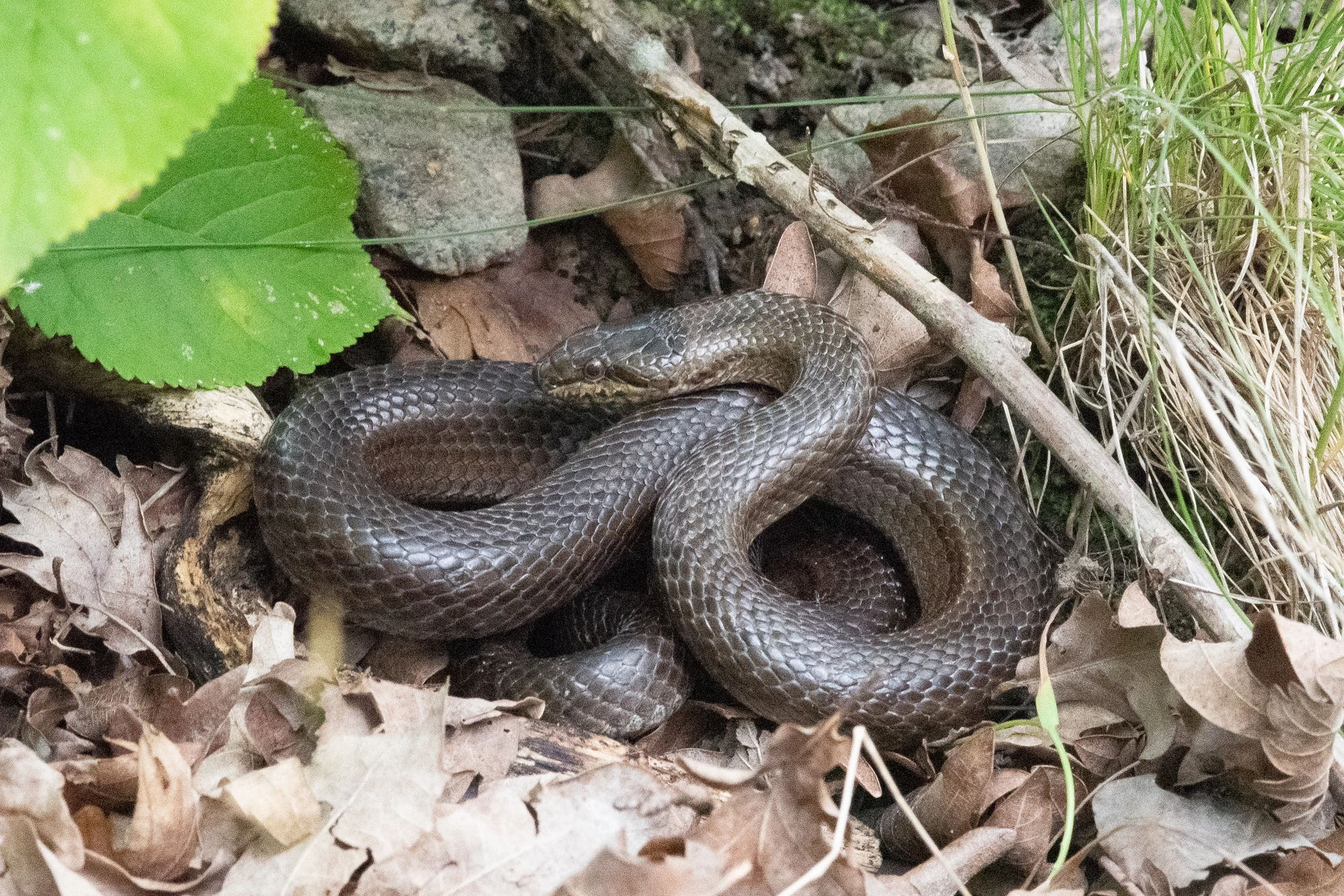 : Coronella austriaca.