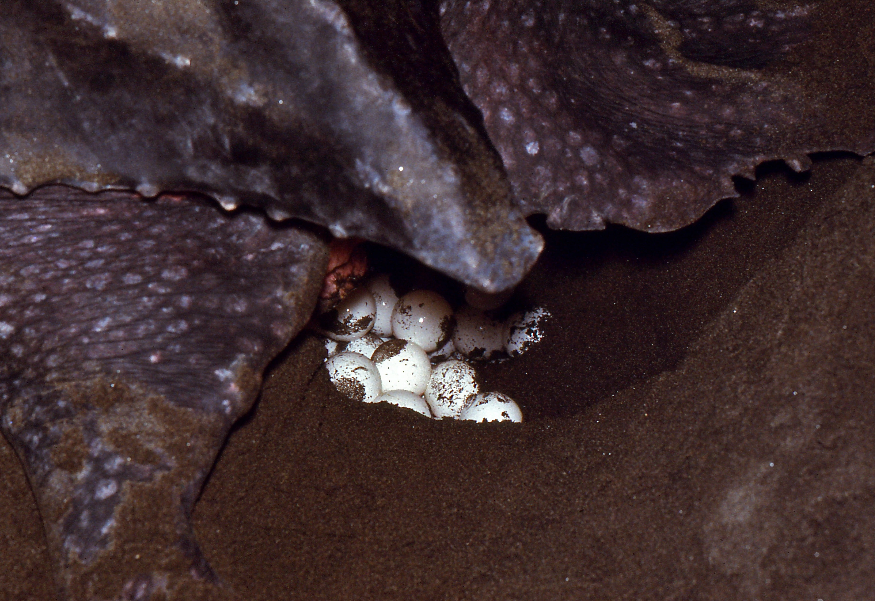 : Dermochelys coriacea.