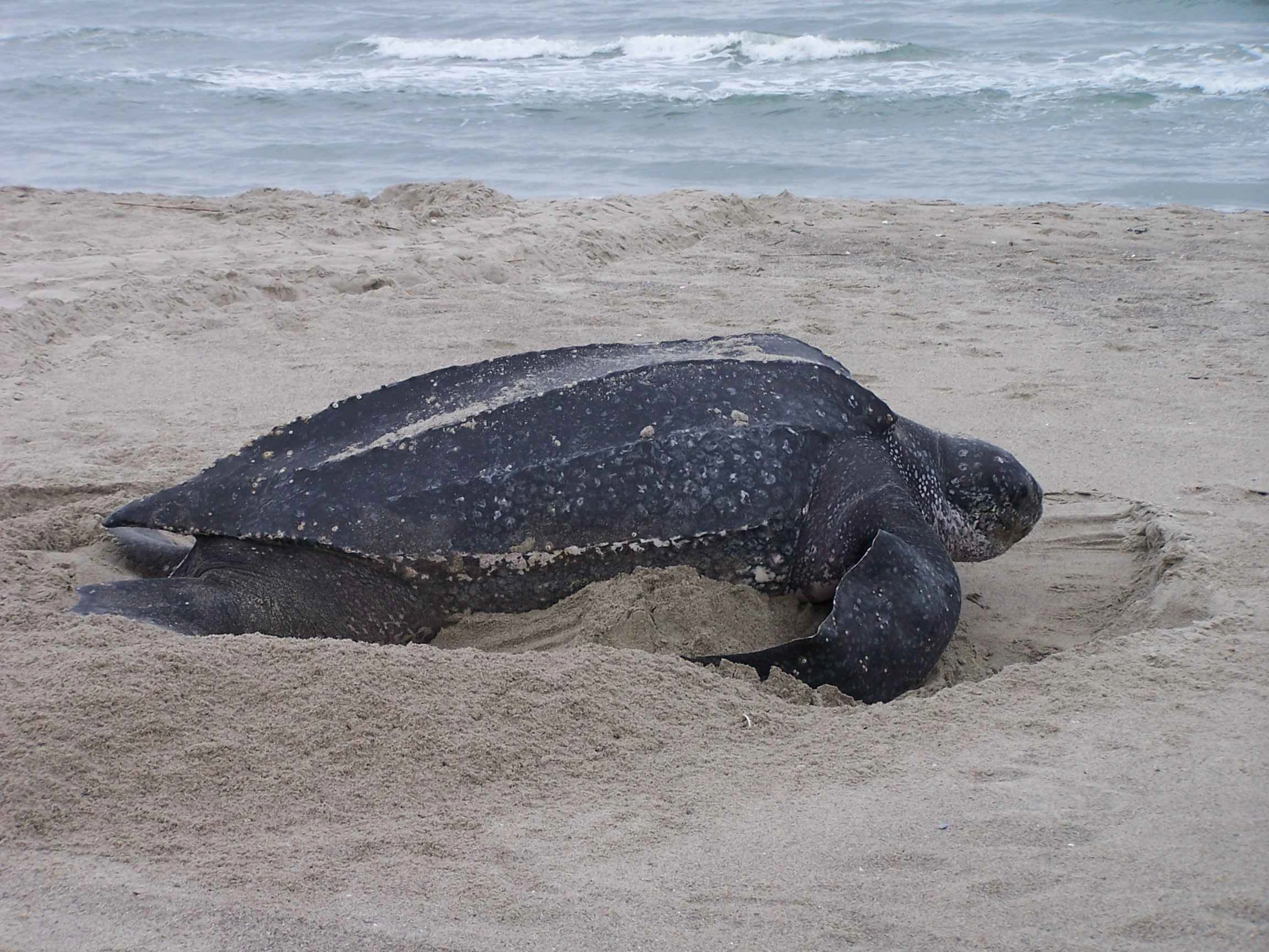 : Dermochelys coriacea.