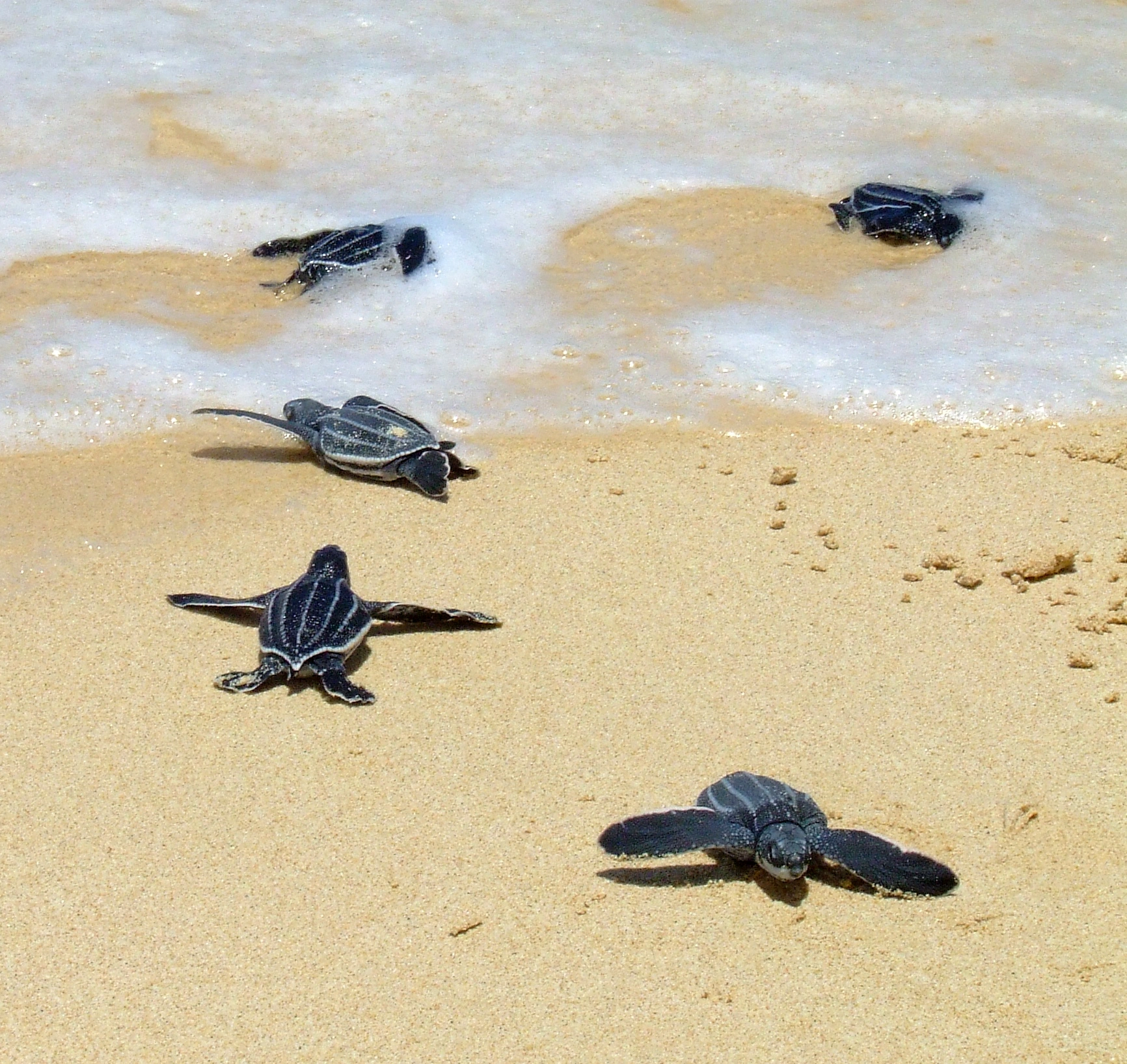 : Dermochelys coriacea.