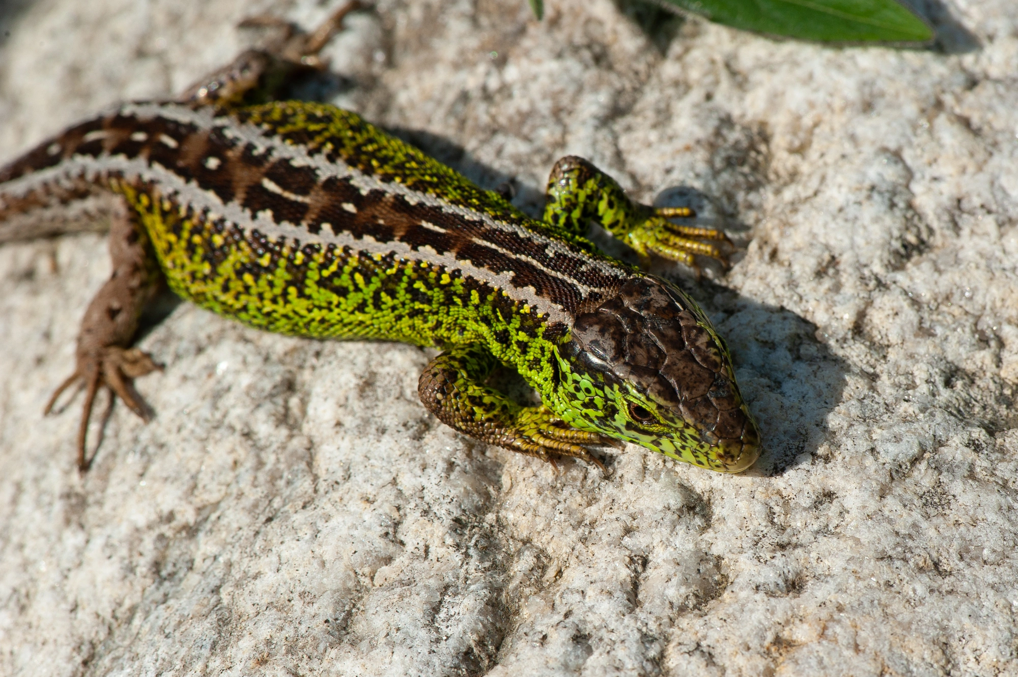 : Lacerta agilis.