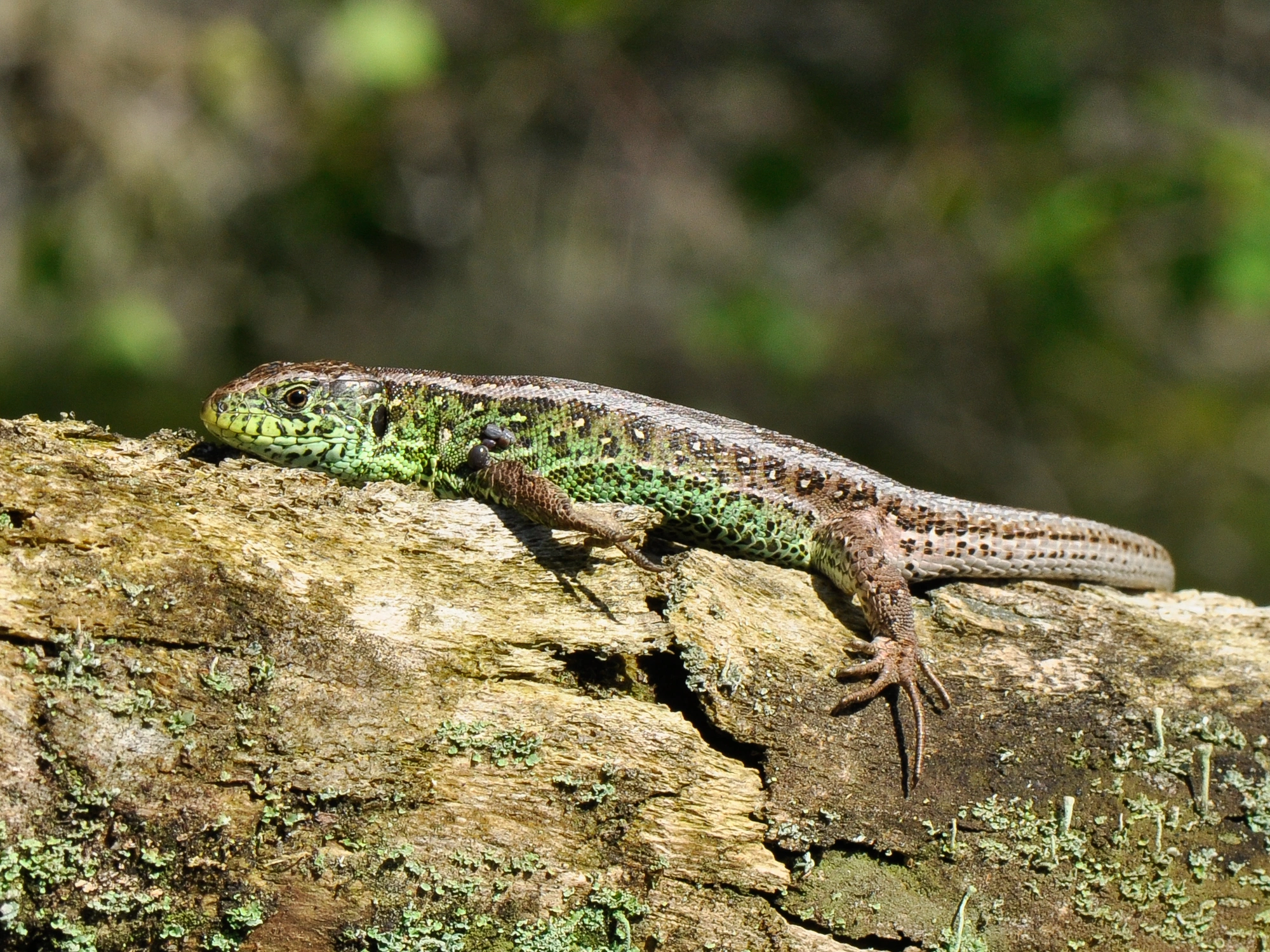 : Lacerta agilis.