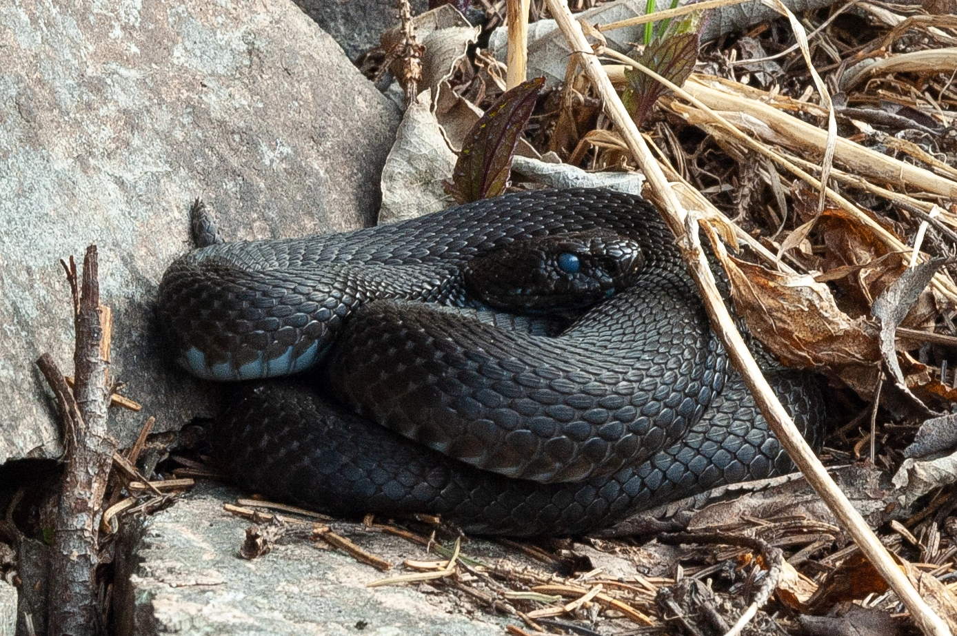 : Vipera berus.