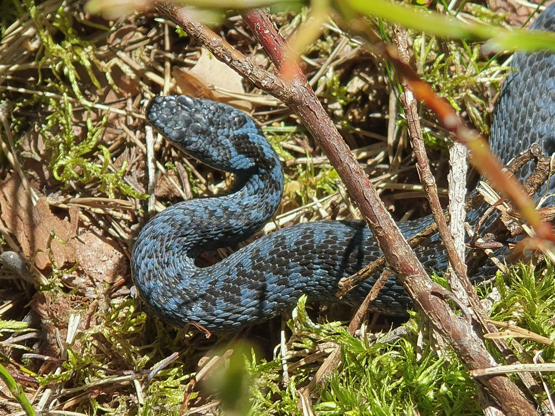 : Vipera berus.