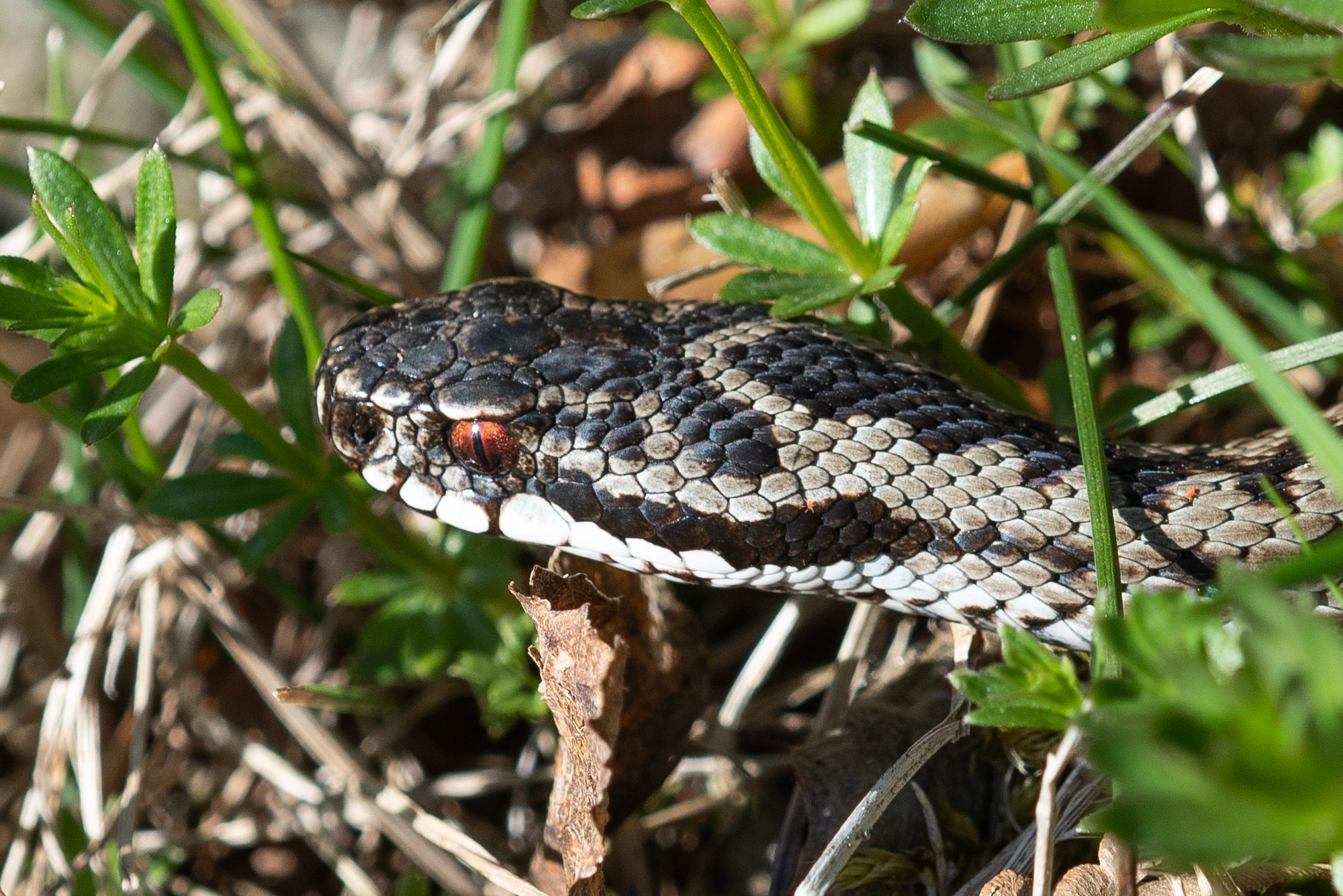 : Vipera berus.