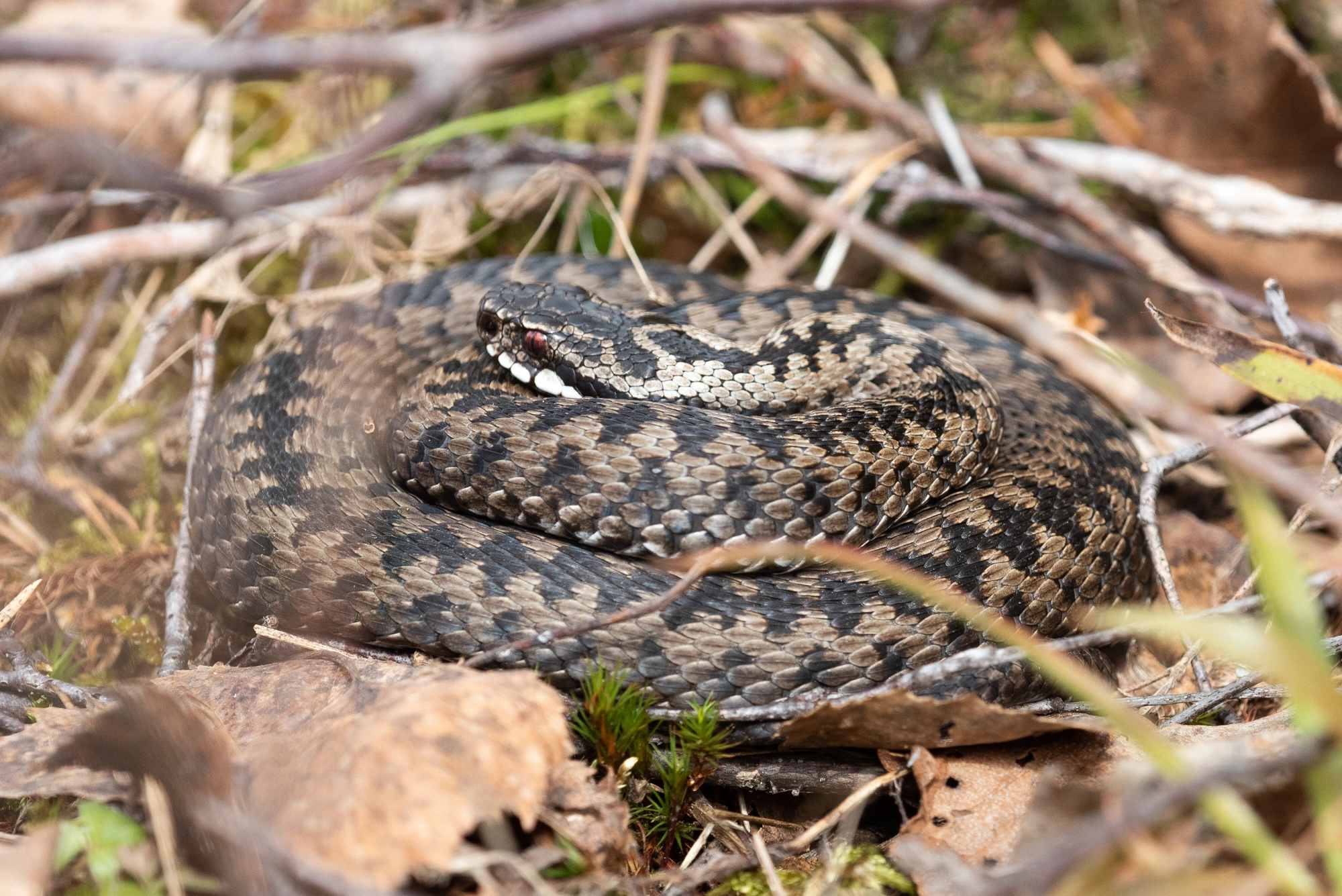 : Vipera berus.