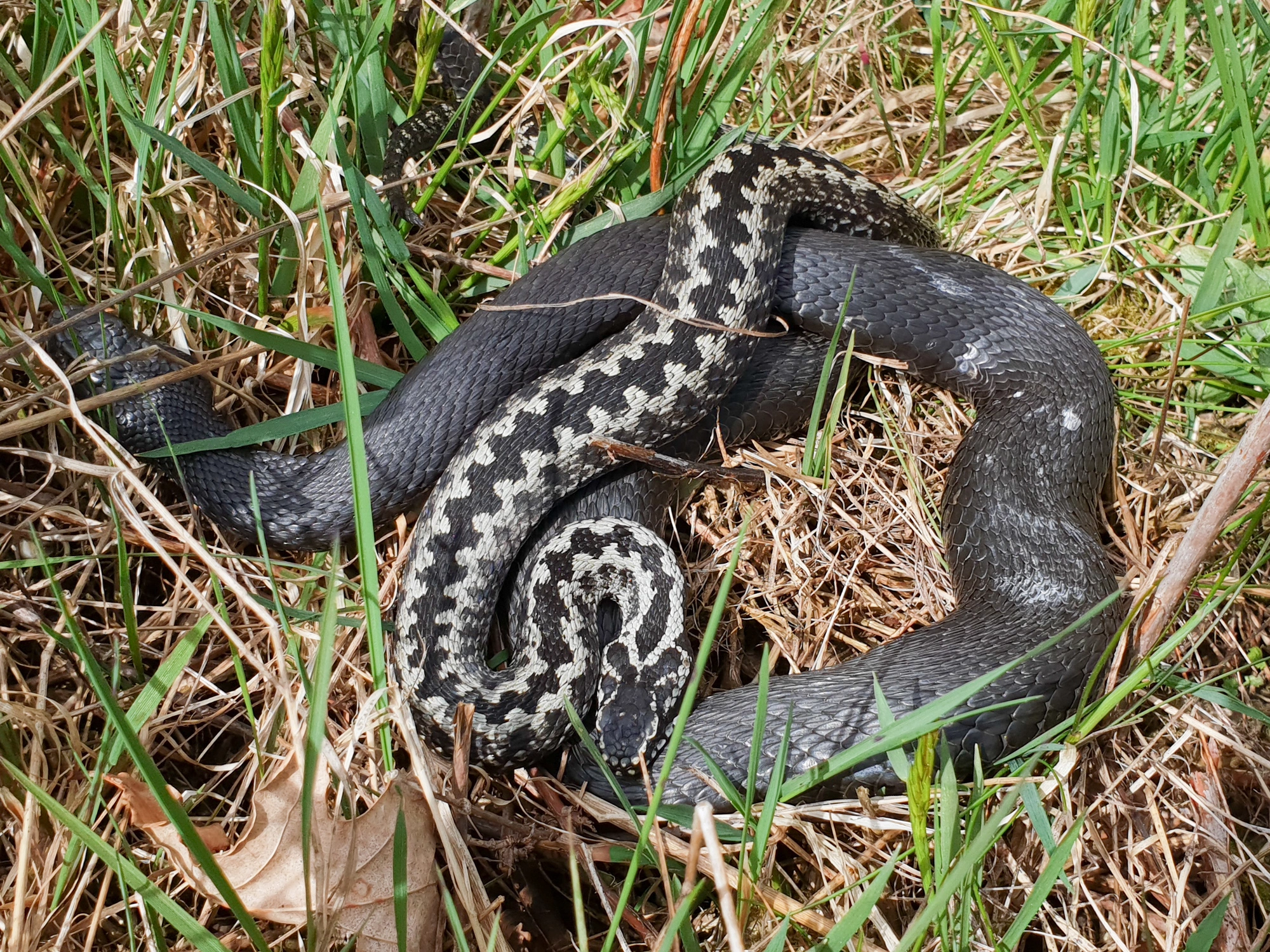 : Vipera berus.