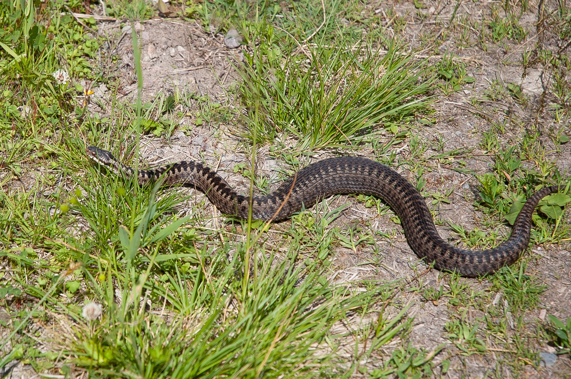 : Vipera berus.