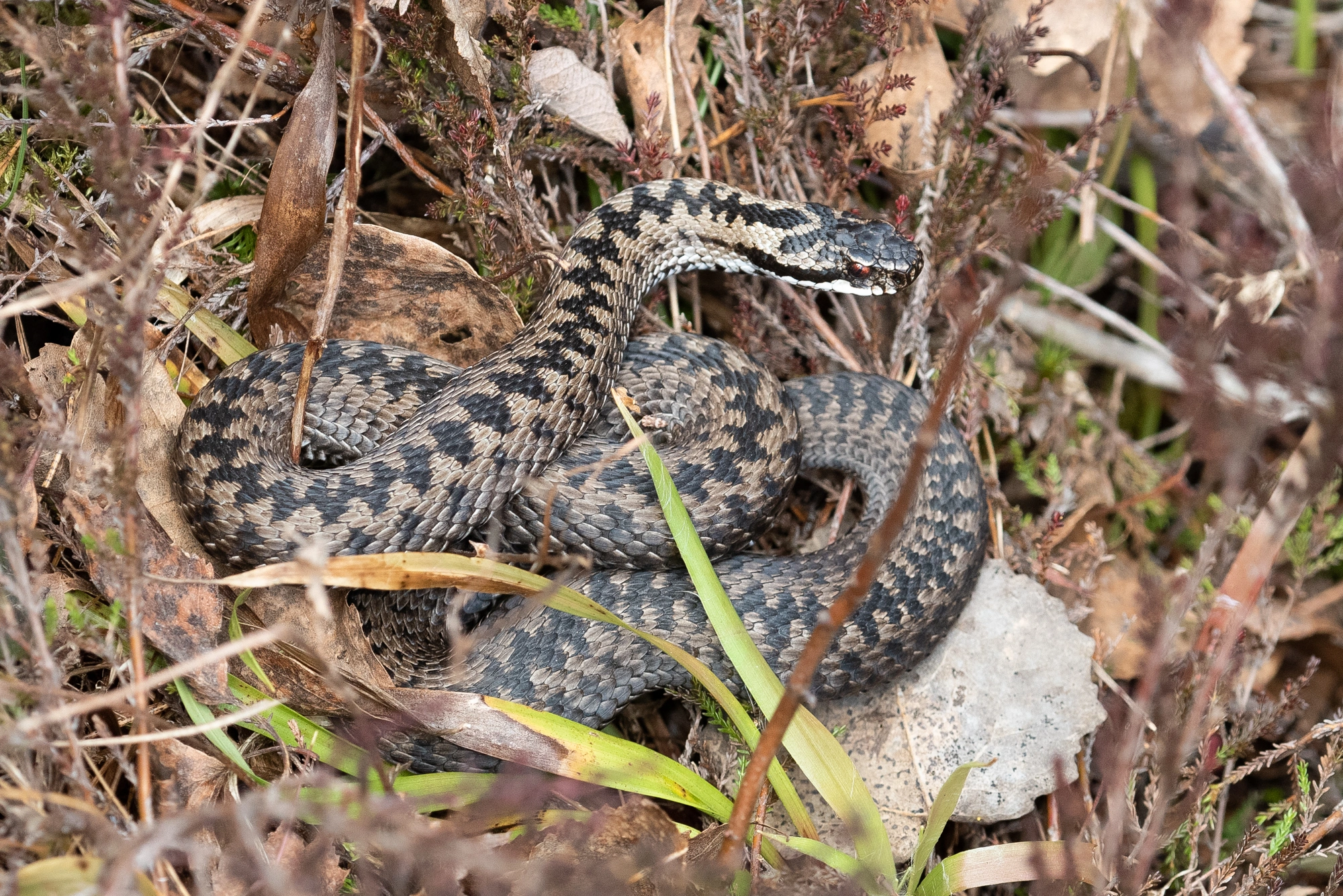 : Vipera berus.