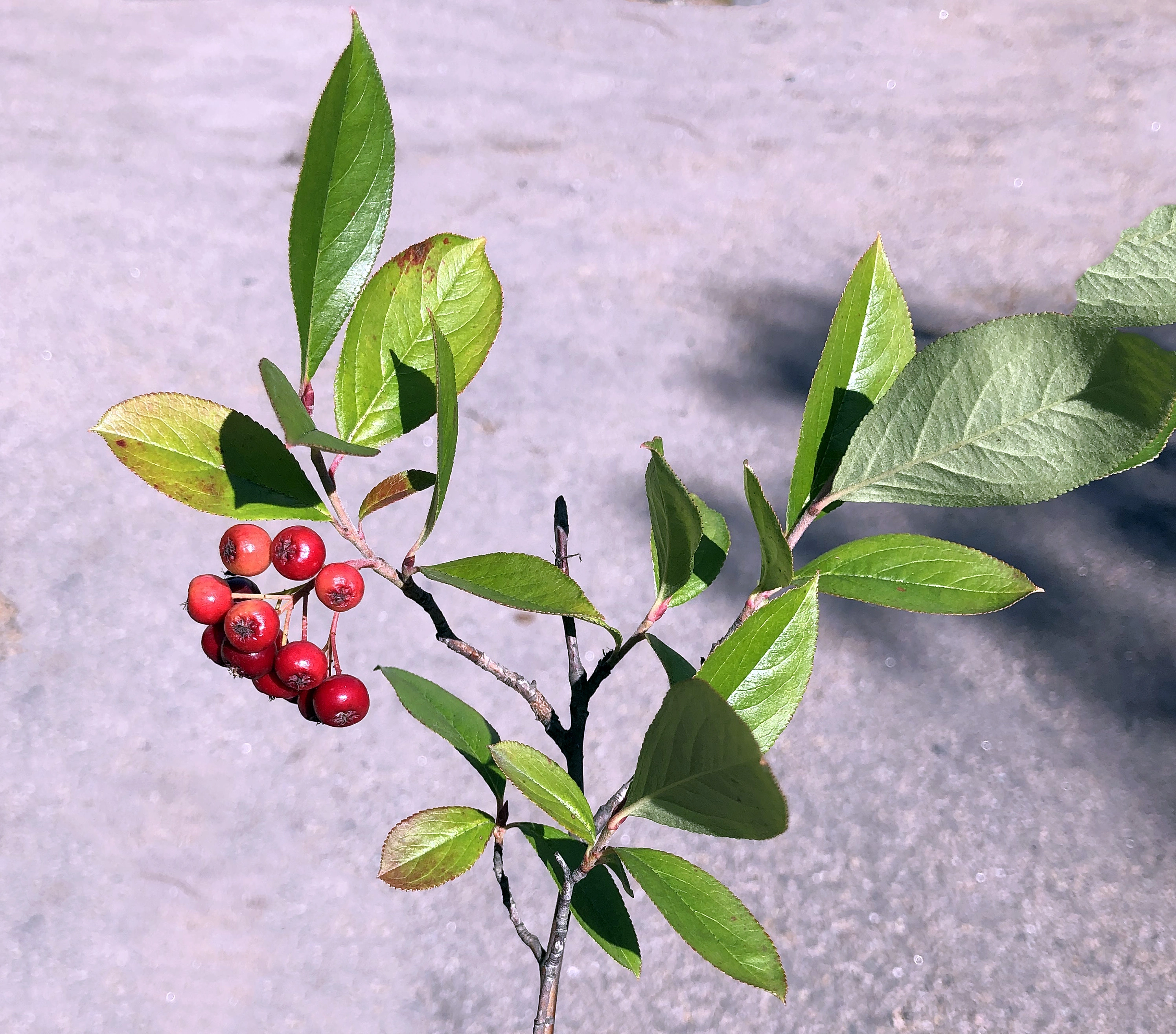 : Aronia melanocarpa.