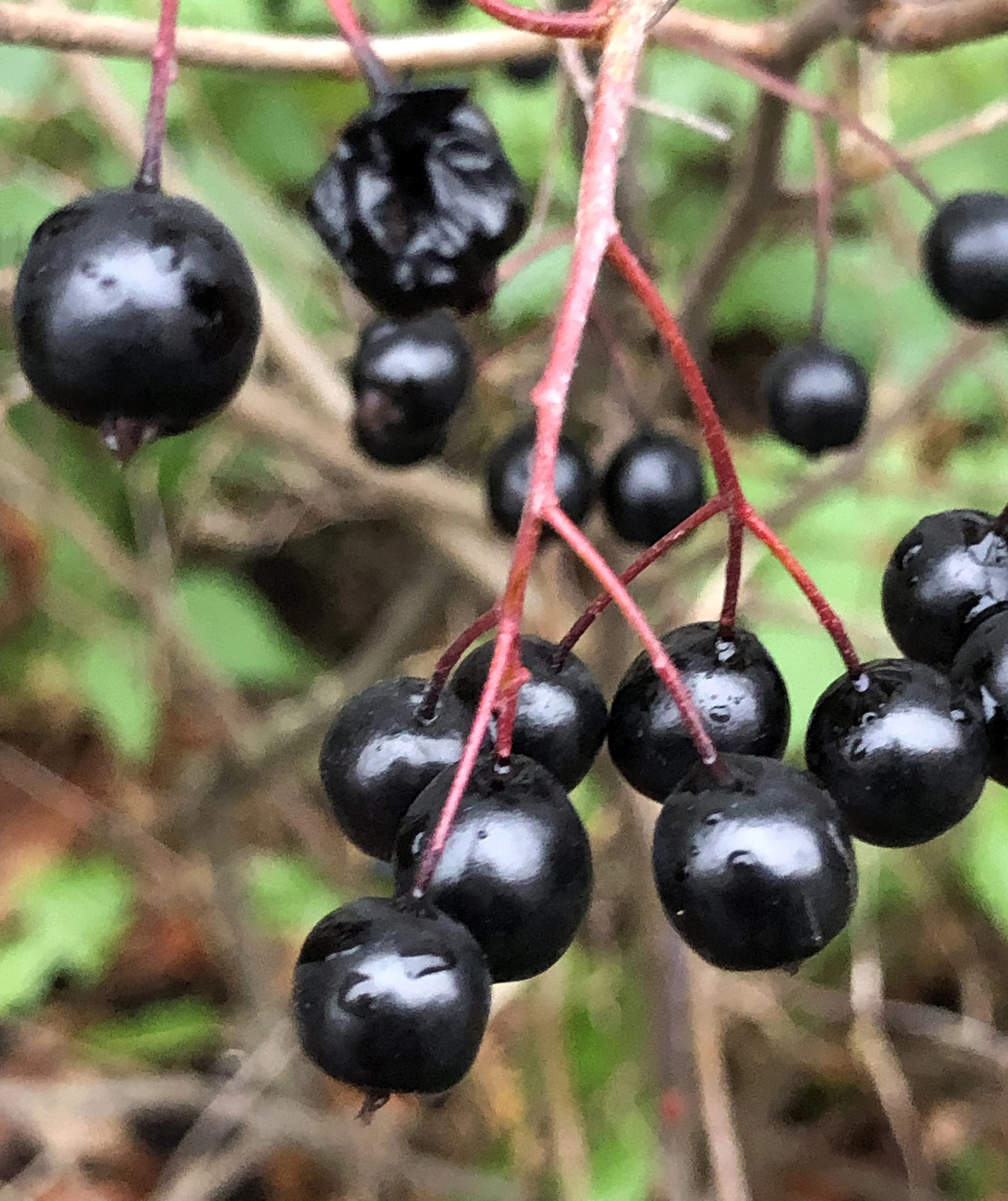 : Aronia melanocarpa.