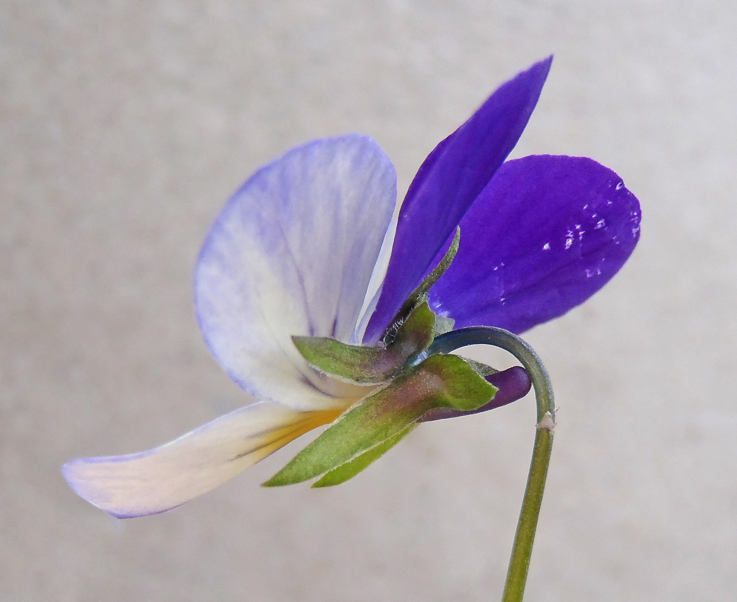 : Viola tricolor tricolor.