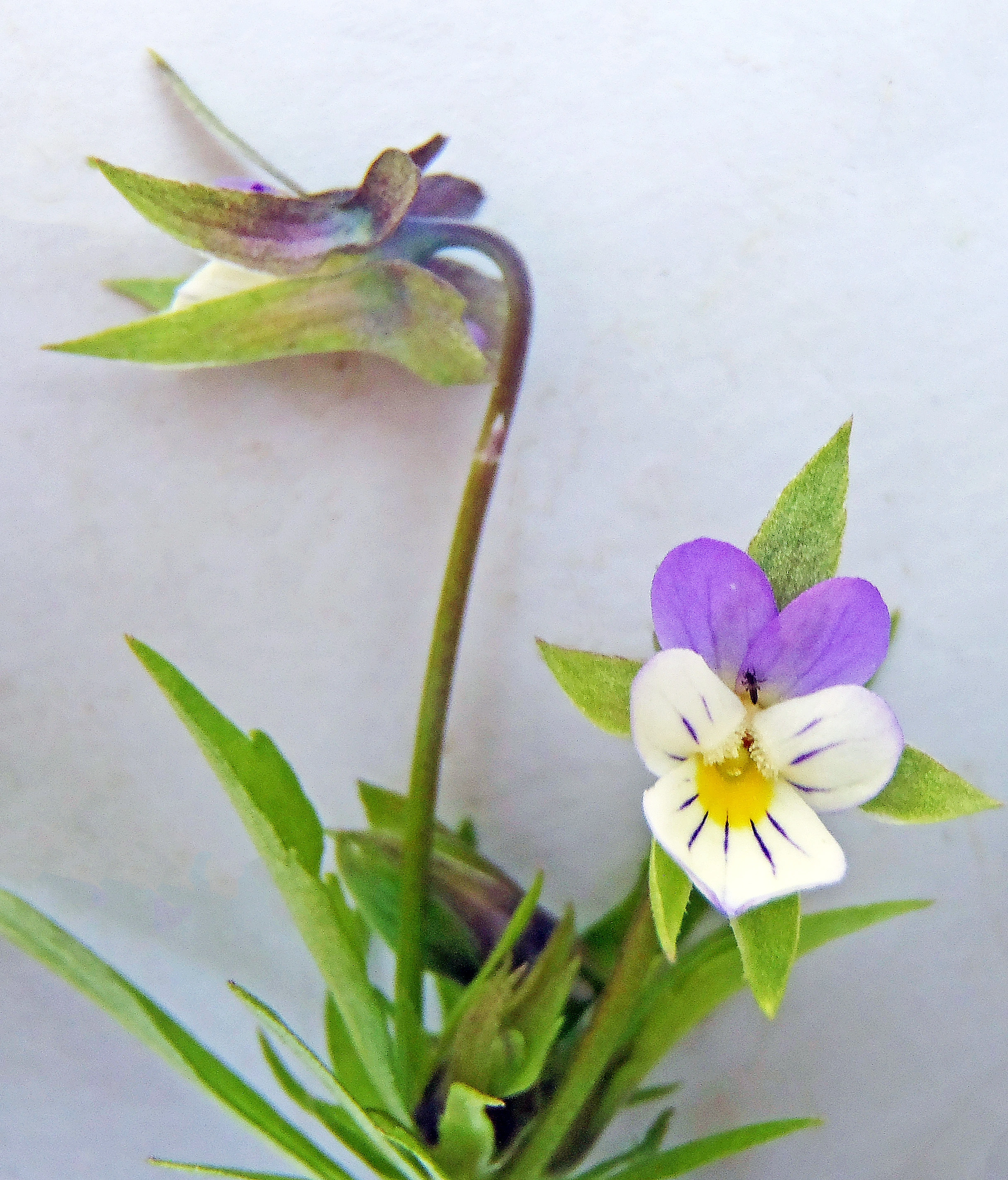 : Viola arvensis.