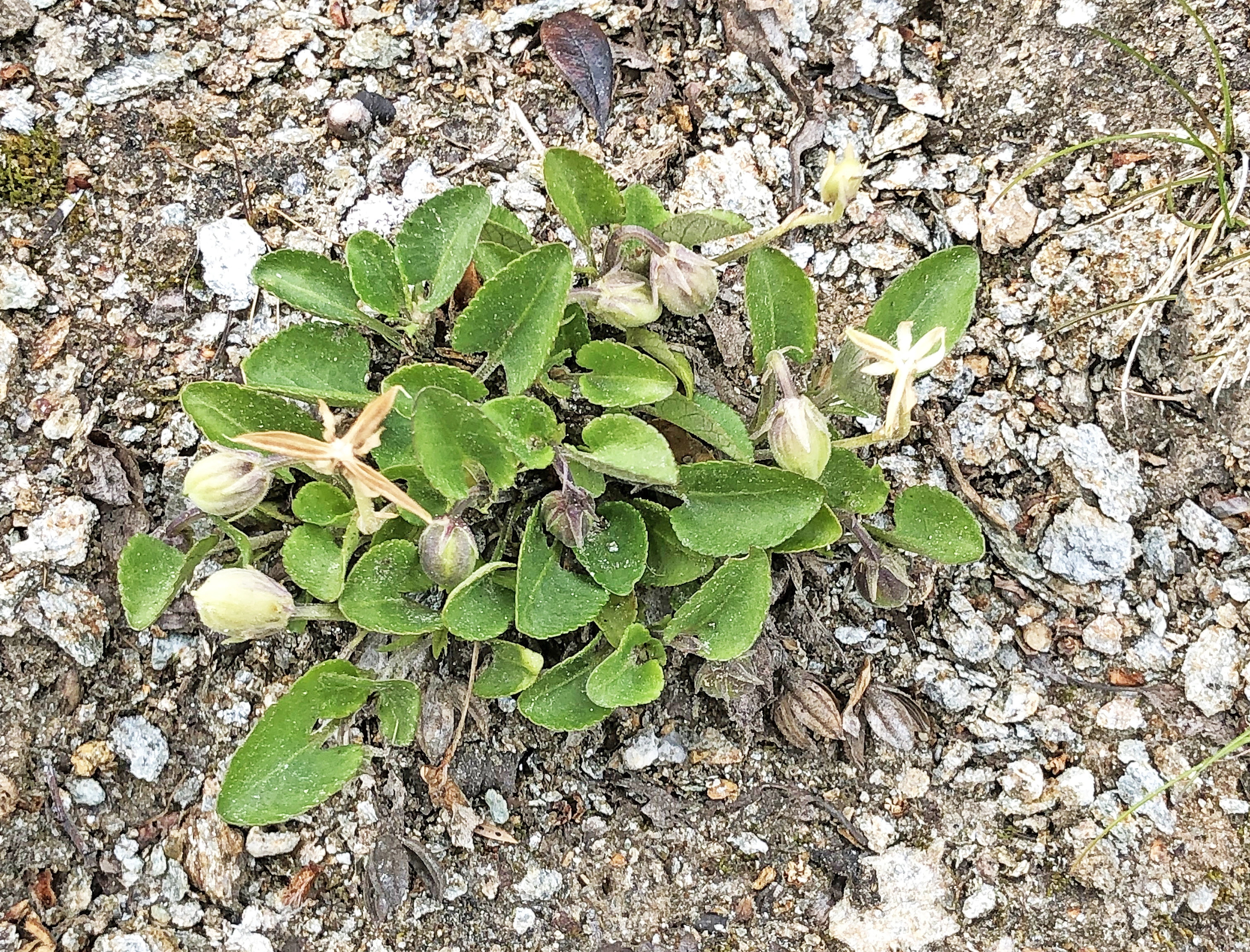 : Viola rupestris rupestris.