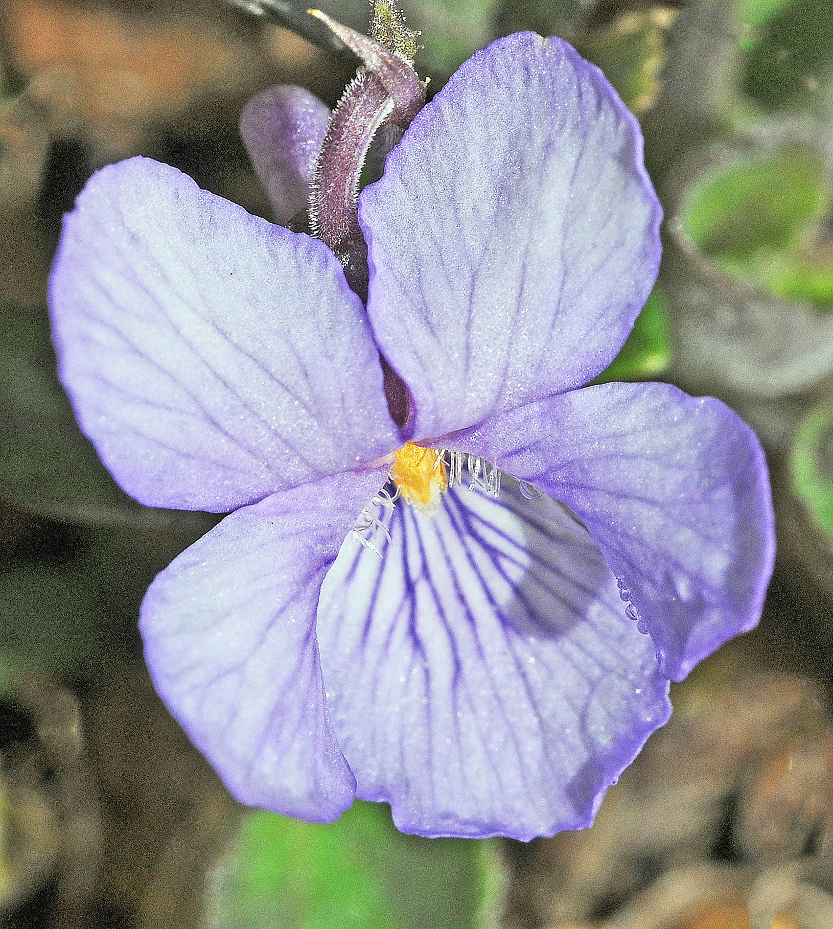 : Viola rupestris rupestris.