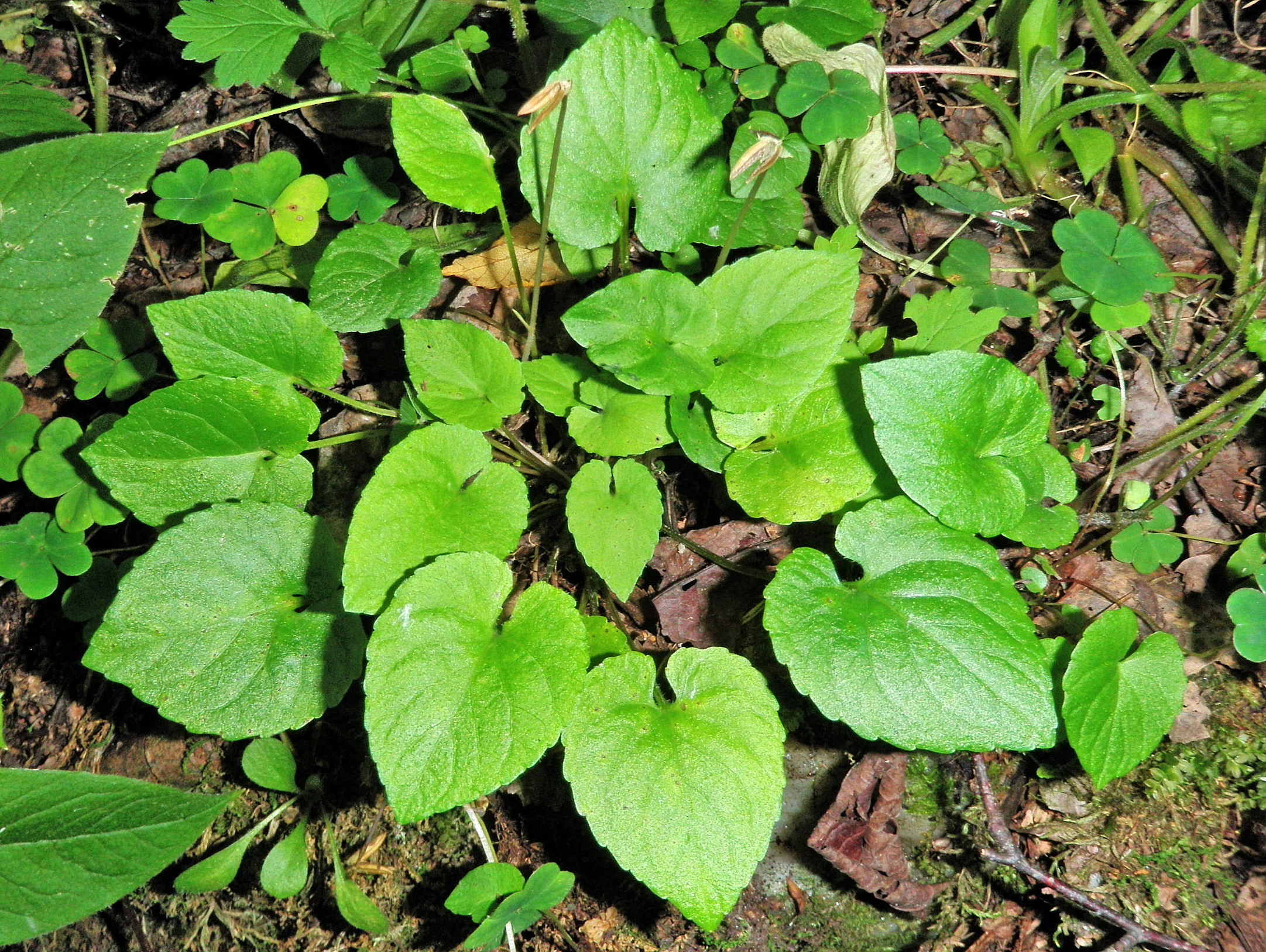 : Viola selkirkii.