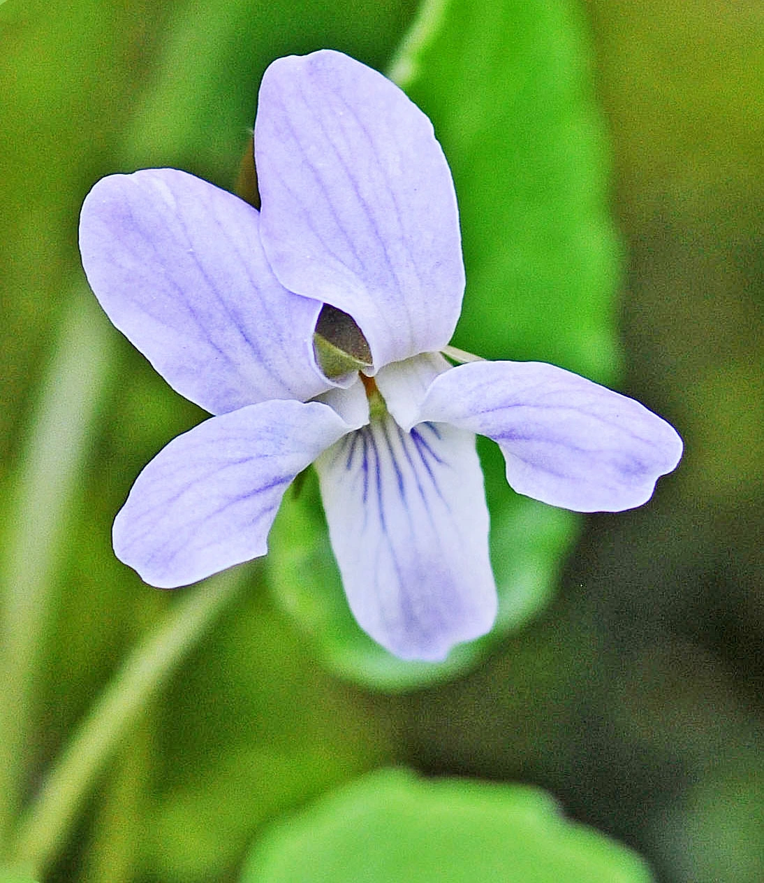 : Viola selkirkii.