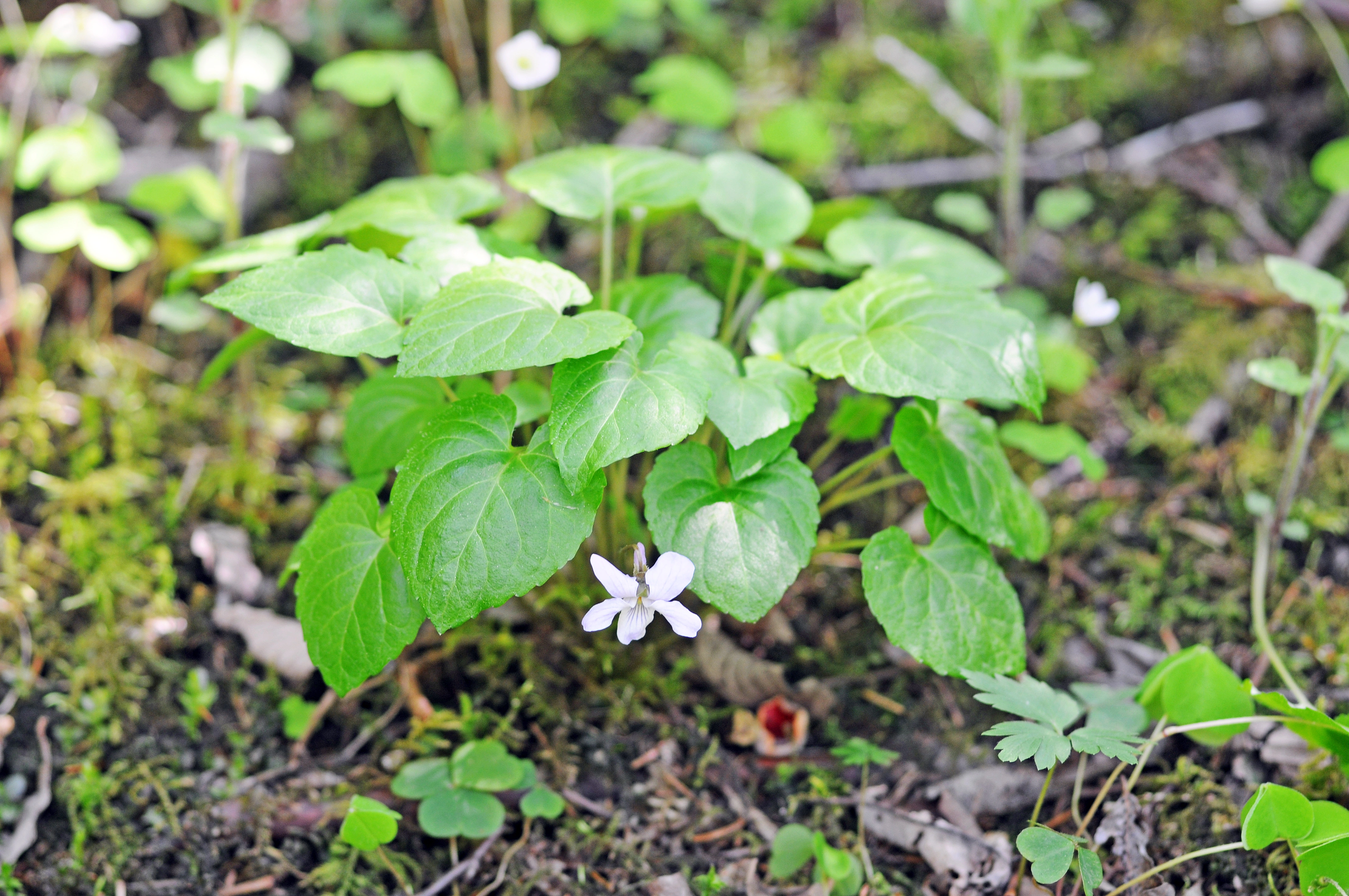 : Viola selkirkii.