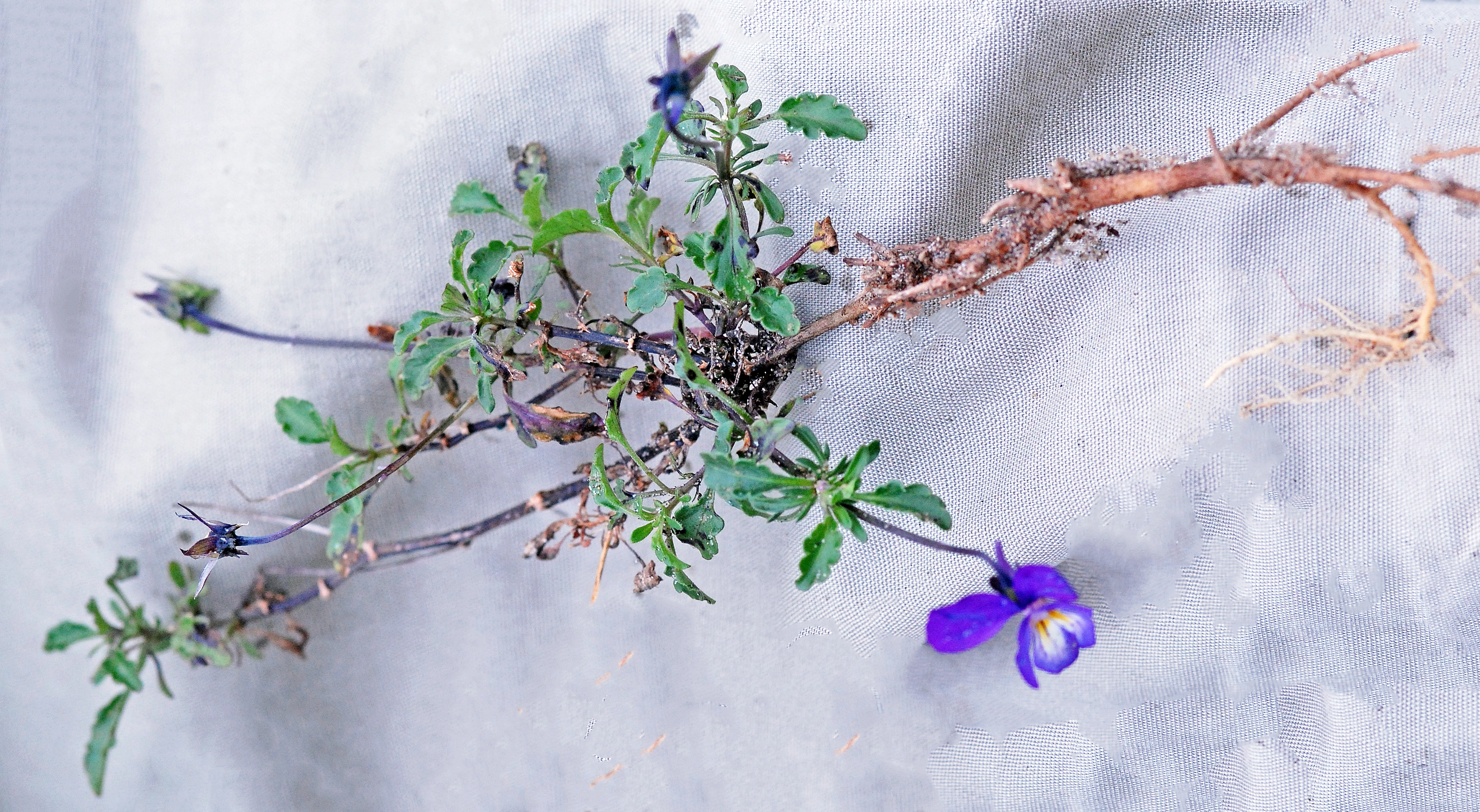 : Viola tricolor curtisii.