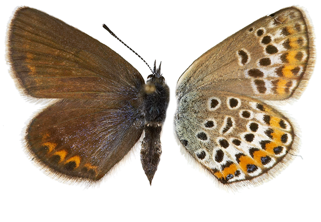 : Plebejus argus.