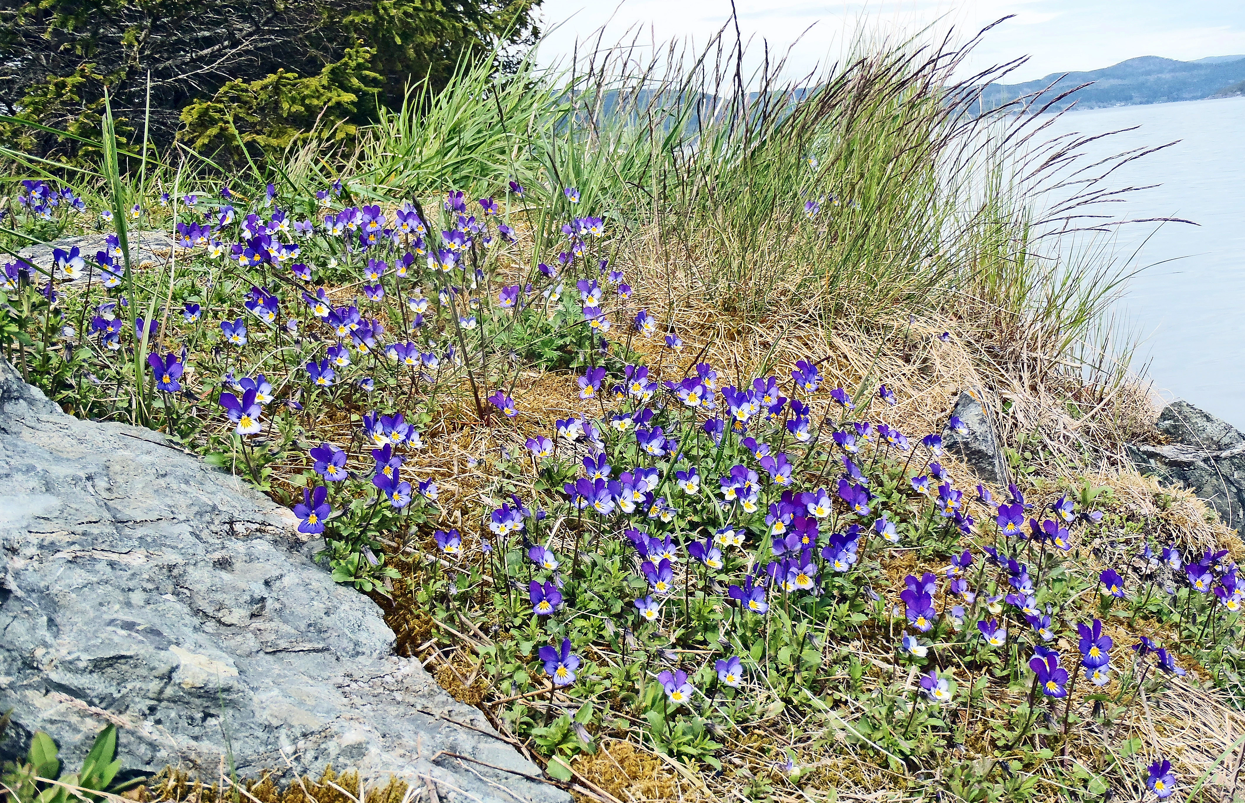 : Viola tricolor tricolor.