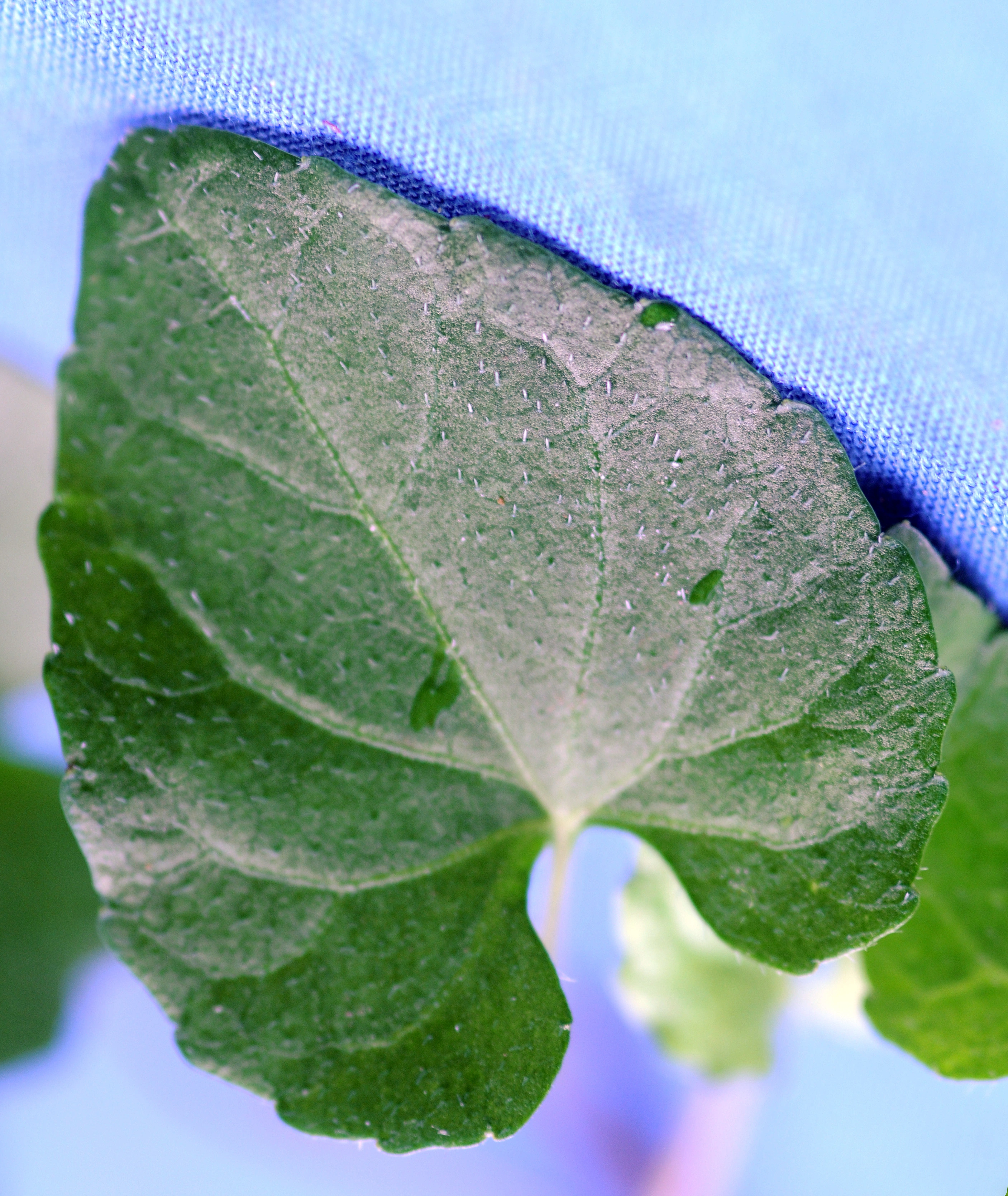 : Viola selkirkii.