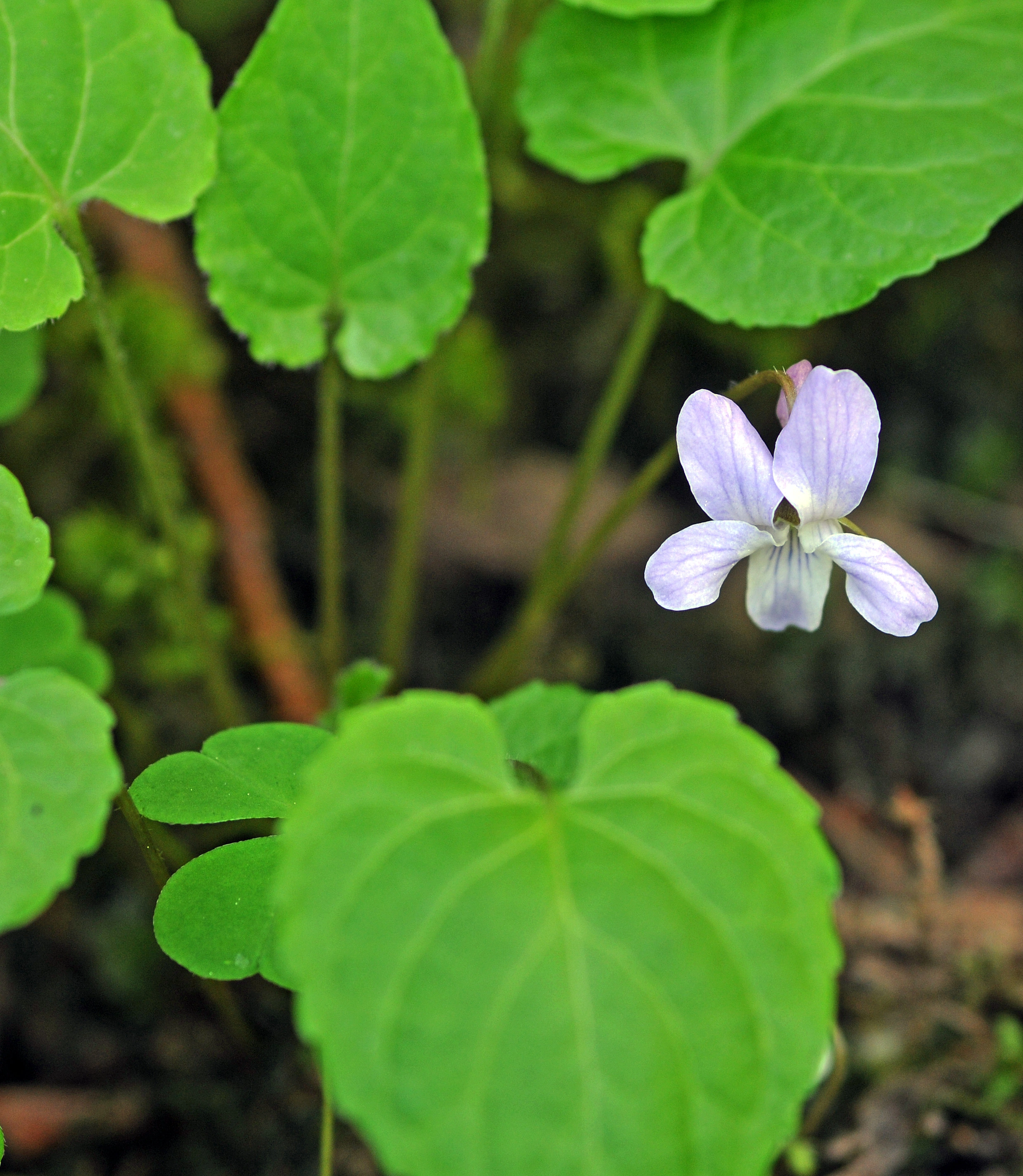 : Viola selkirkii.