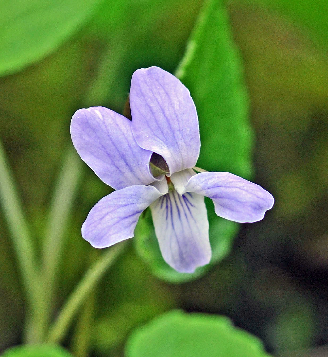 : Viola selkirkii.