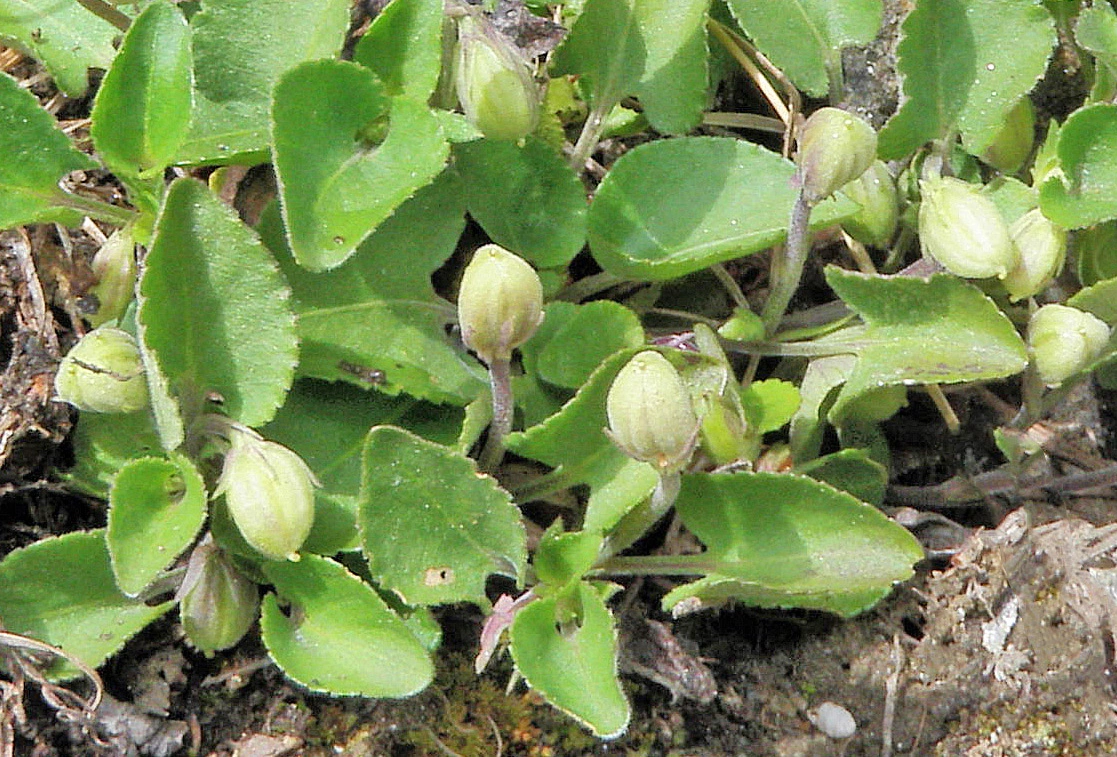 : Viola rupestris rupestris.