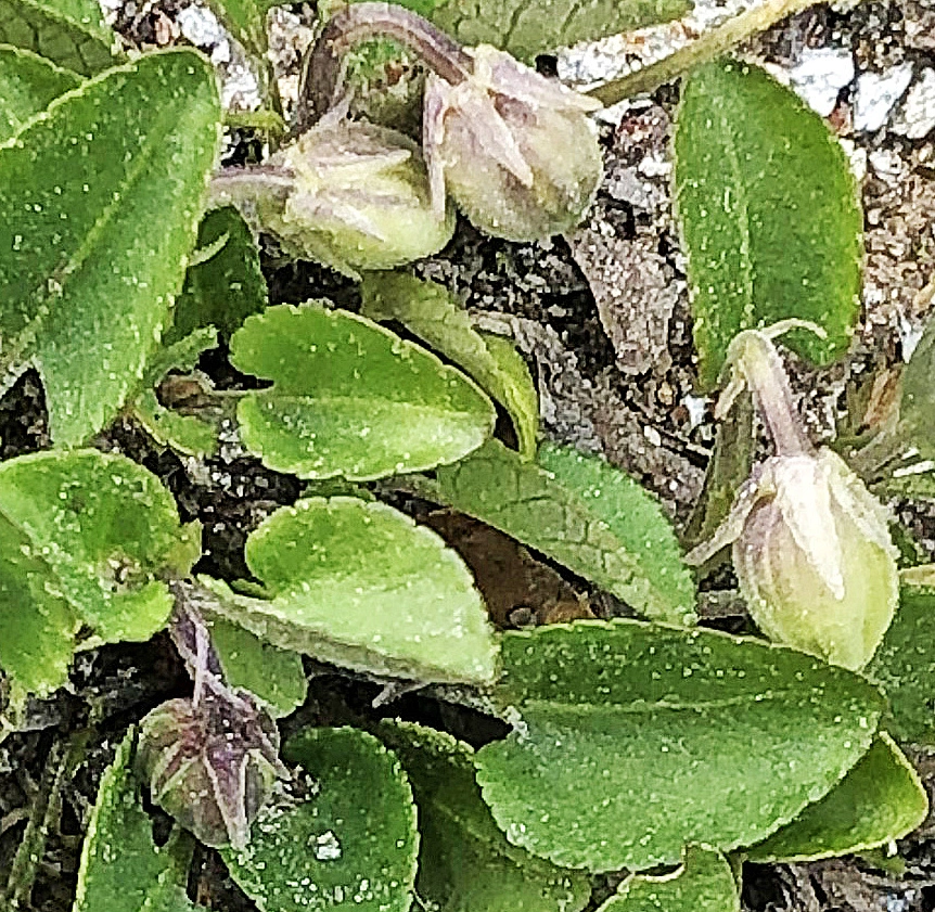 : Viola rupestris rupestris.