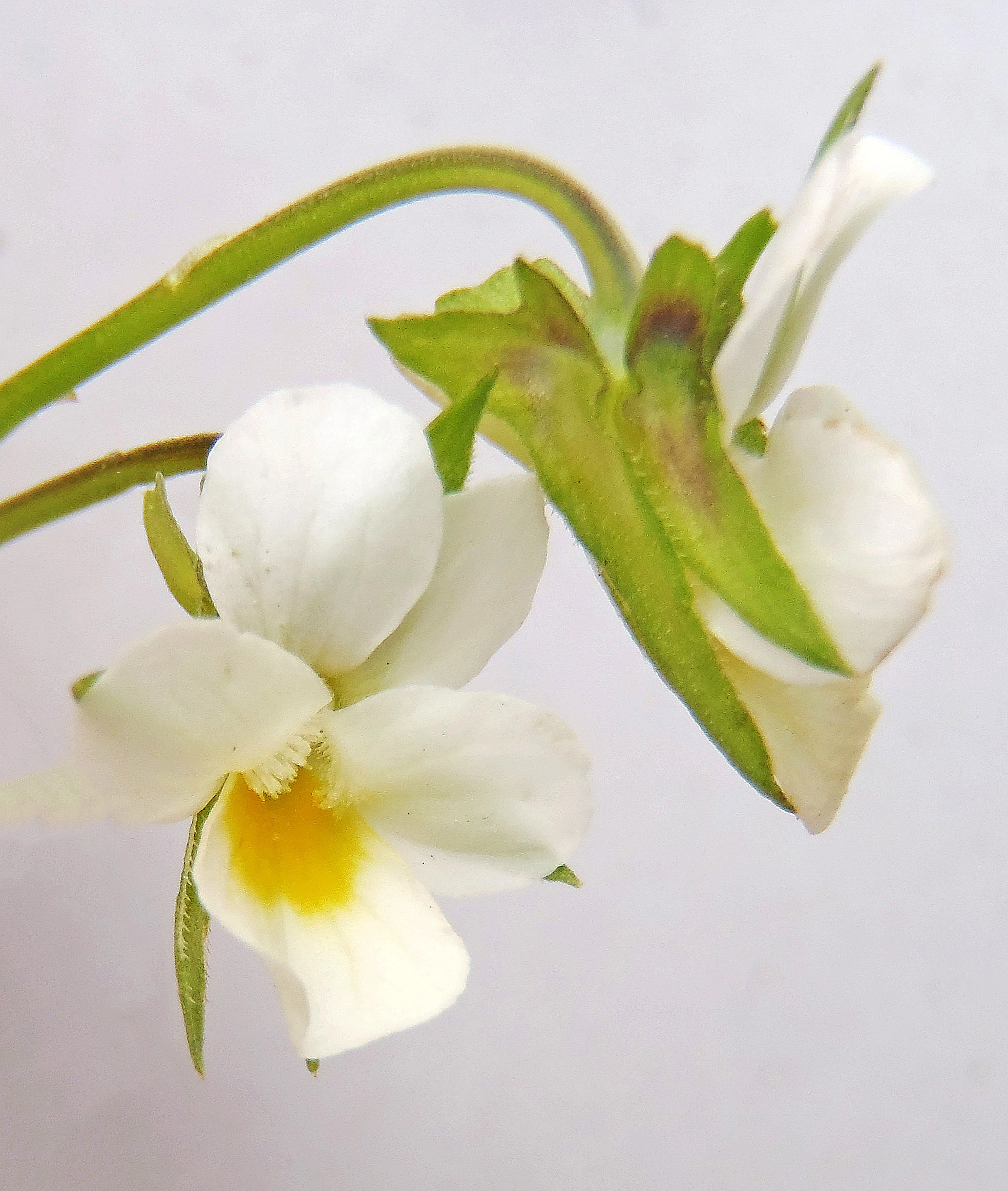 : Viola arvensis.