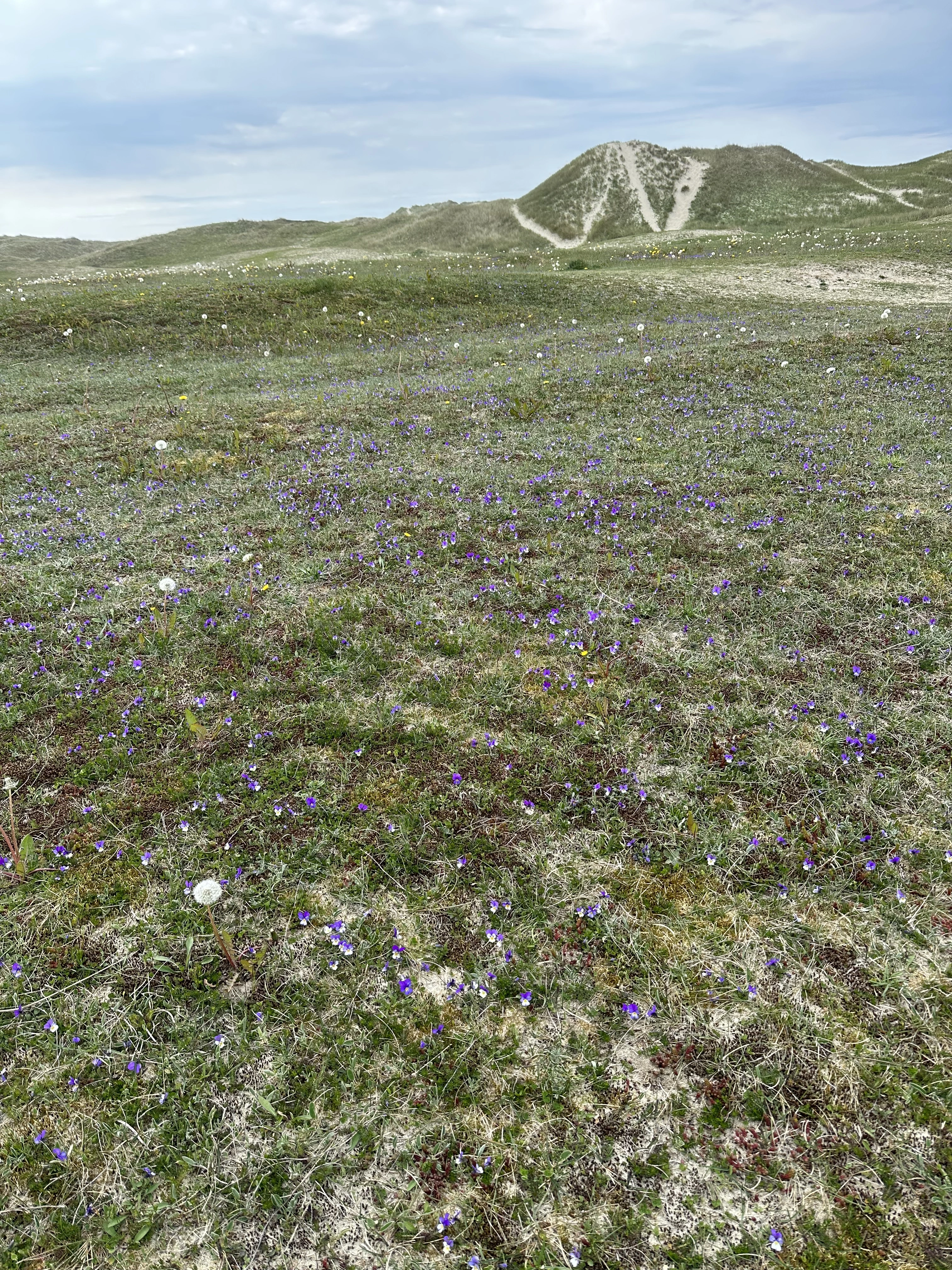 : Viola tricolor curtisii.