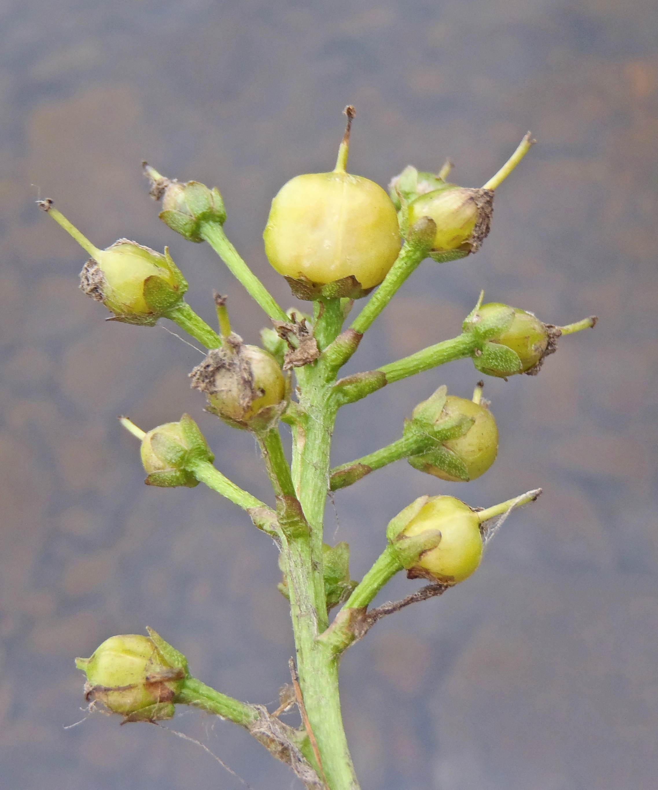 : Menyanthes trifoliata.