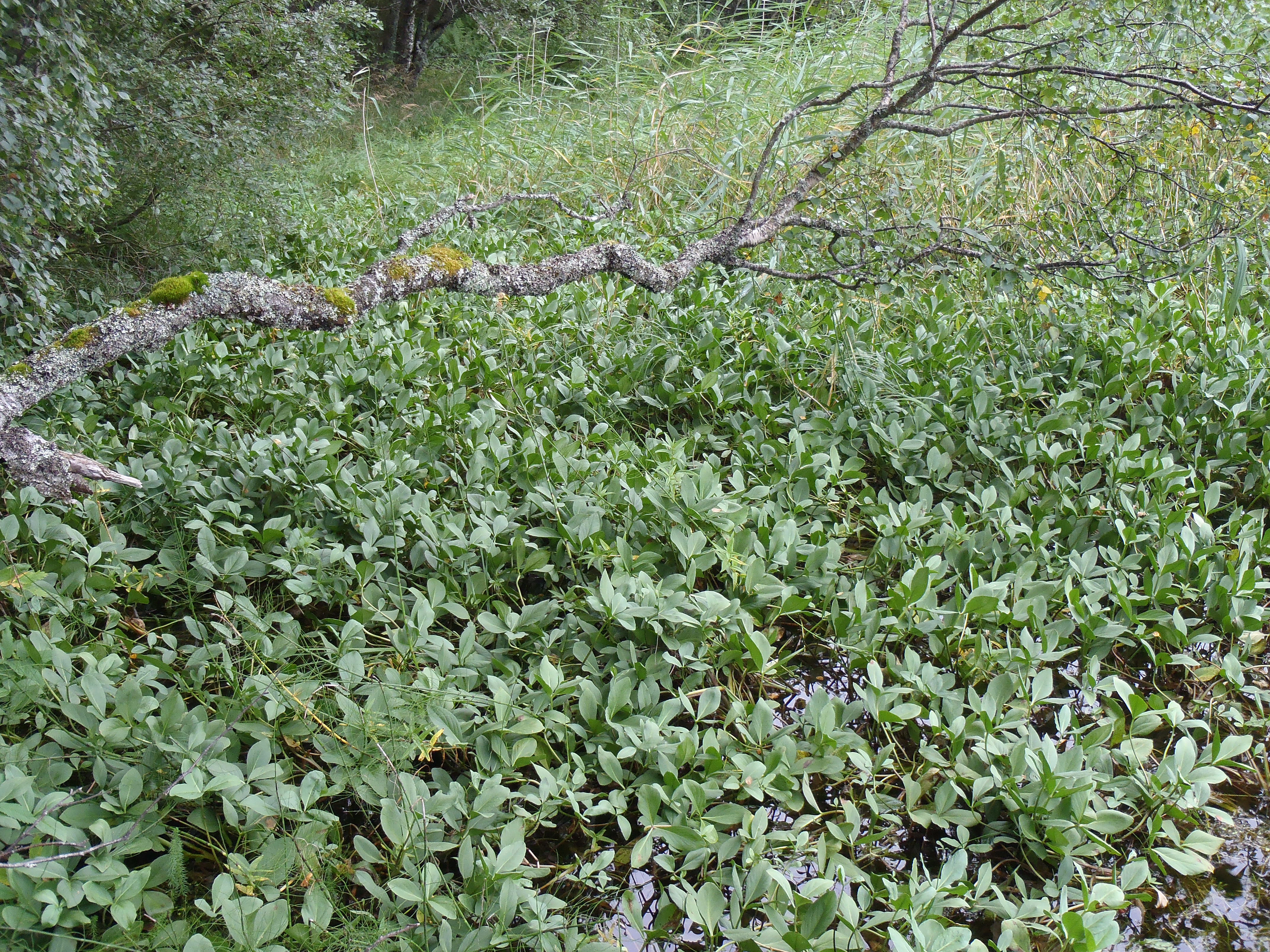 : Menyanthes trifoliata.