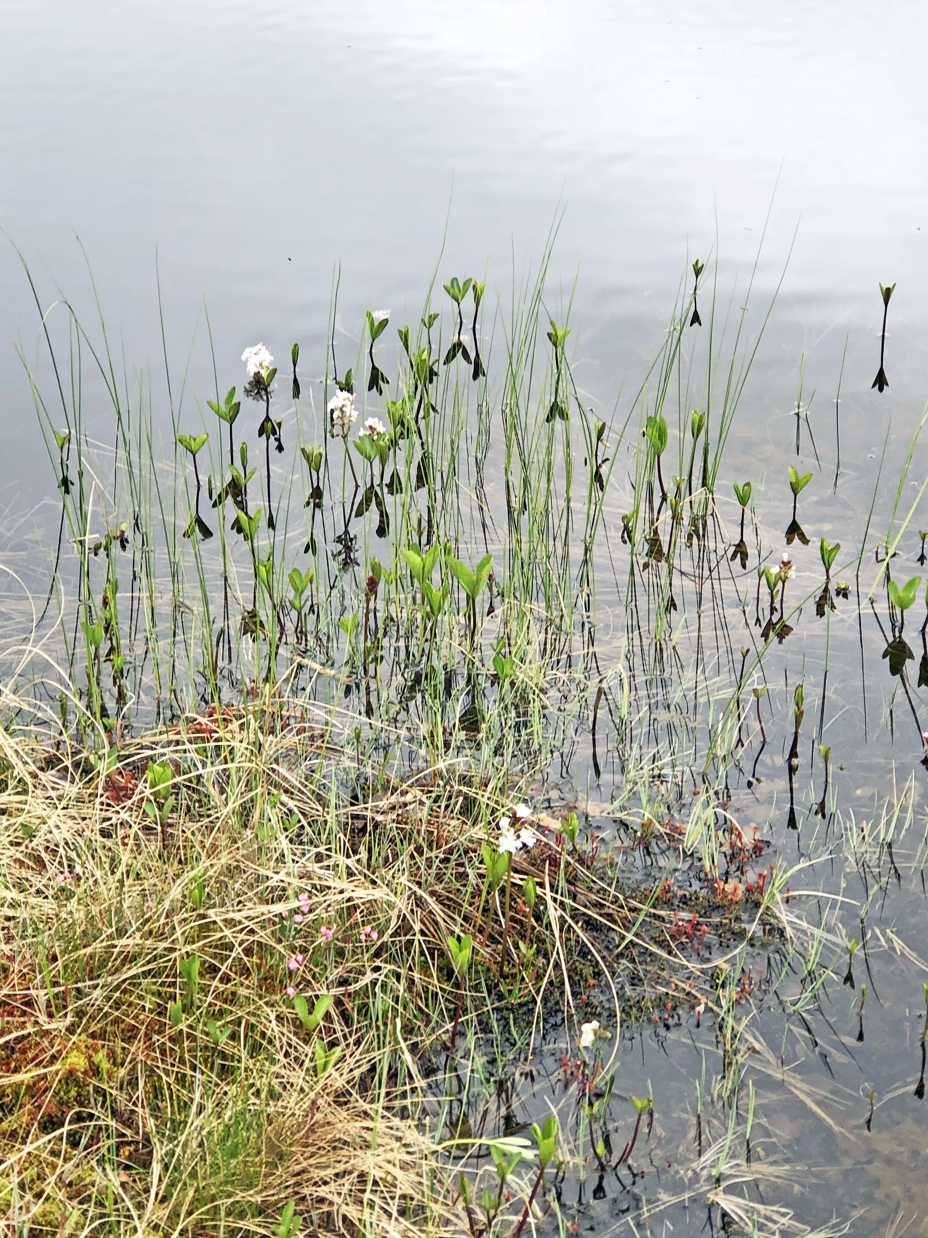 : Menyanthes trifoliata.