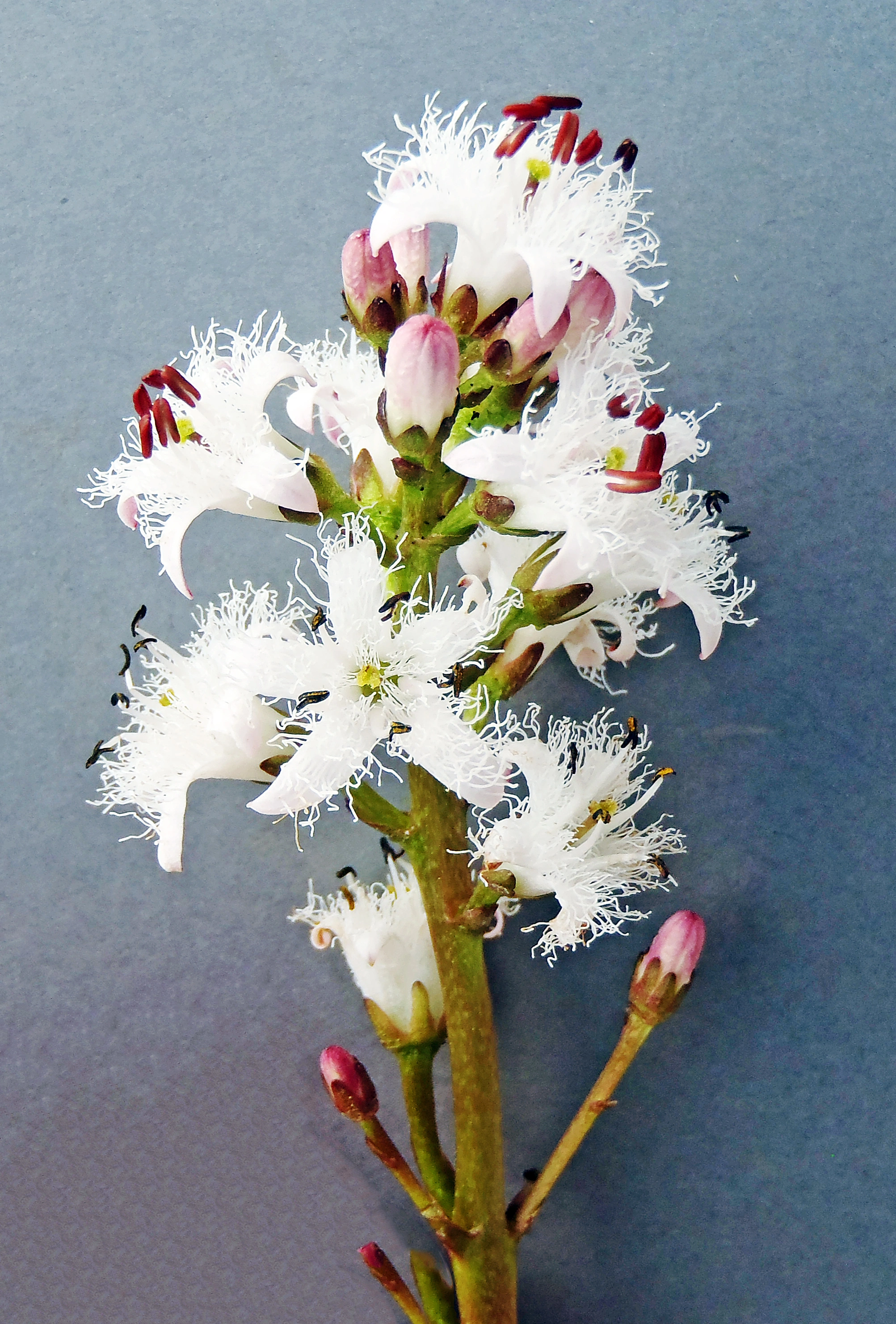 : Menyanthes trifoliata.